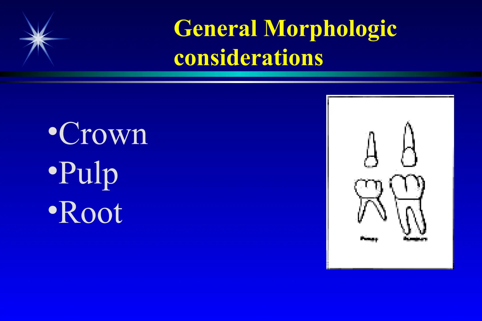 General Morphologic
considerations
•Crown
•Pulp
•Root
 