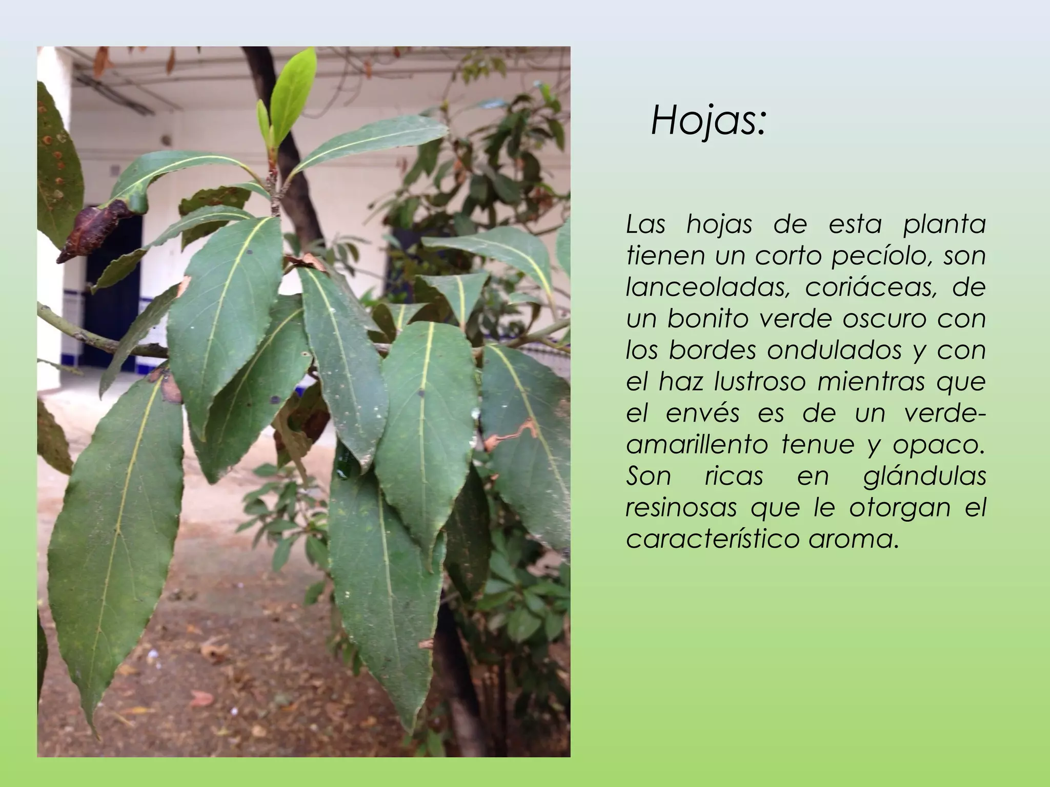 Hojas:
Las hojas de esta planta
tienen un corto pecíolo, son
lanceoladas, coriáceas, de
un bonito verde oscuro con
los bordes ondulados y con
el haz lustroso mientras que
el envés es de un verde-
amarillento tenue y opaco.
Son ricas en glándulas
resinosas que le otorgan el
característico aroma.
 