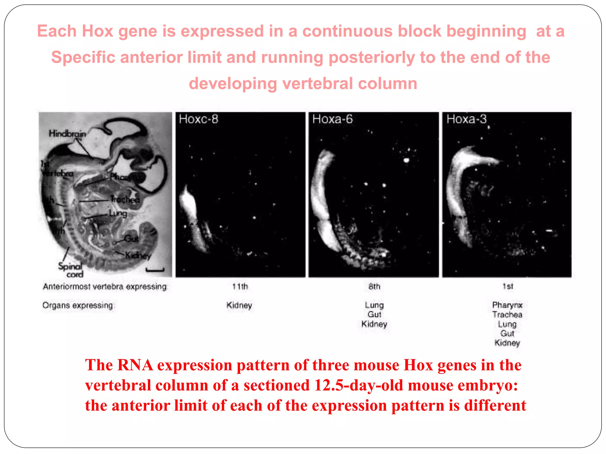 The RNA expression pattern of three mouse Hox genes in the
vertebral column of a sectioned 12.5-day-old mouse embryo:
the anterior limit of each of the expression pattern is different
Each Hox gene is expressed in a continuous block beginning at a
Specific anterior limit and running posteriorly to the end of the
developing vertebral column
 