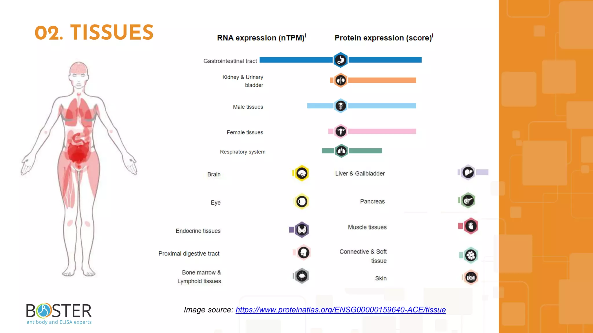 02. TISSUES
Image source: https://www.proteinatlas.org/ENSG00000159640-ACE/tissue
 