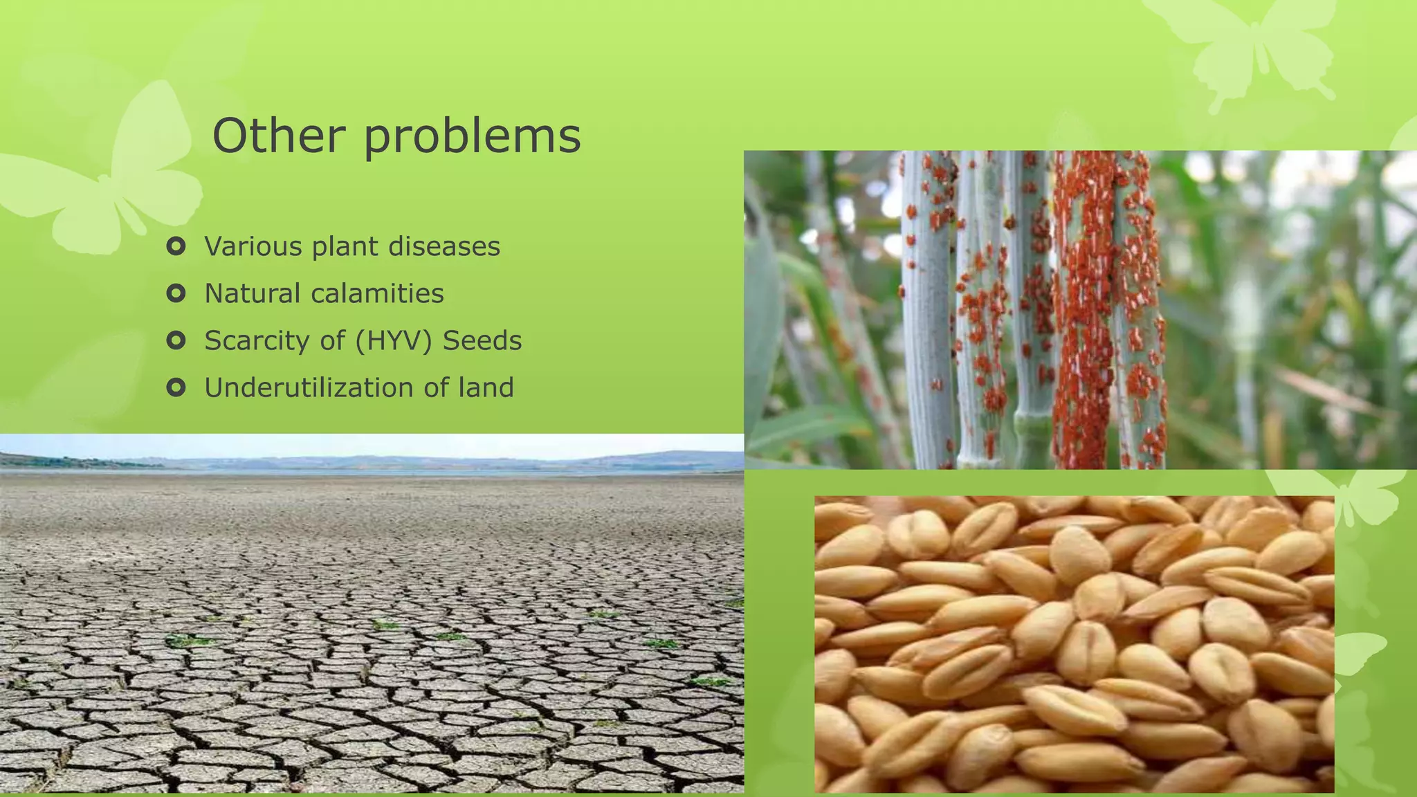 Other problems
 Various plant diseases
 Natural calamities
 Scarcity of (HYV) Seeds
 Underutilization of land
 