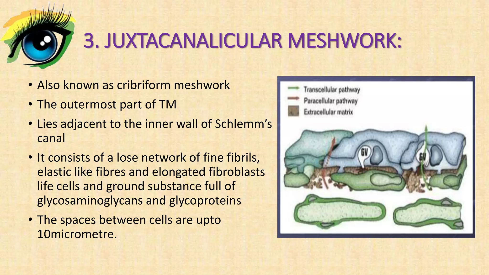 3. JUXTACANALICULAR MESHWORK:
• Also known as cribriform meshwork
• The outermost part of TM
• Lies adjacent to the inner wall of Schlemm’s
canal
• It consists of a lose network of fine fibrils,
elastic like fibres and elongated fibroblasts
life cells and ground substance full of
glycosaminoglycans and glycoproteins
• The spaces between cells are upto
10micrometre.
 