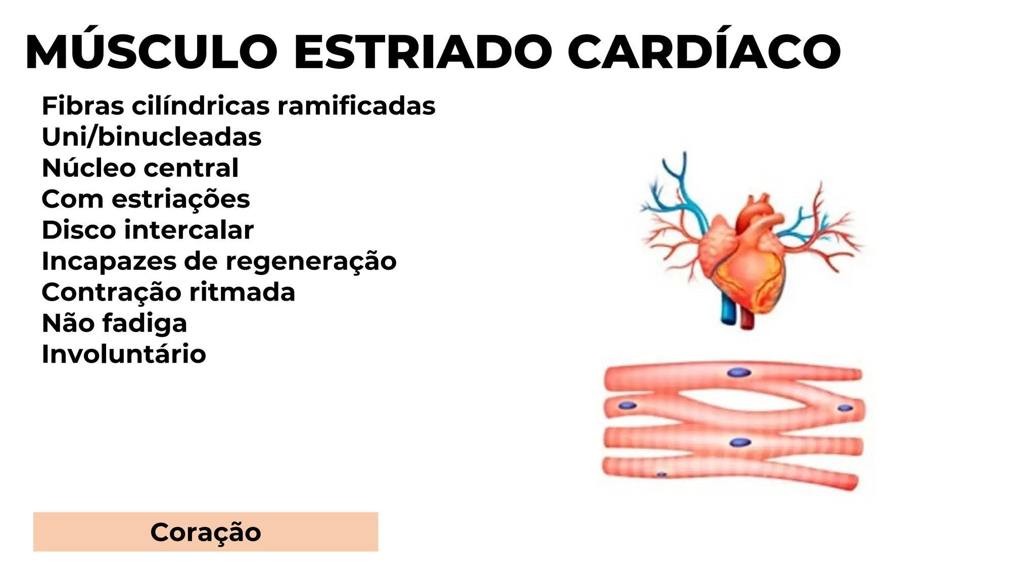 MÚSCULO ESTRIADO CARDÍACO
Fibras cilíndricas ramificadas
Uni/binucleadas
Núcleo central
Com estriações
Disco intercalar
Incapazes de regeneração
Contração ritmada
Não fadiga
Involuntário
Coração
 