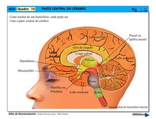 Atlas de Neuroanatomia - Walter Oliveira Alves - IDE Editora
Lobo
frontal
Lobo parietal
Giro do cíngulo
Corpo caloso
Tálamo
Lobo temporal
Hipotálamo
Mesencéfalo
Ponte
Bulbo
Hipófise ou
Pituitária
Pineal ou
epífise neural
Lobo occipital
Cerebelo
PARTE CENTRAL DO CÉREBRO
Corte medial de um hemisfério, onde pode ser
vista a parte central do cérebro.
Quadro 14
Face medial do hemisfério direito
IDEEditora
IA
 