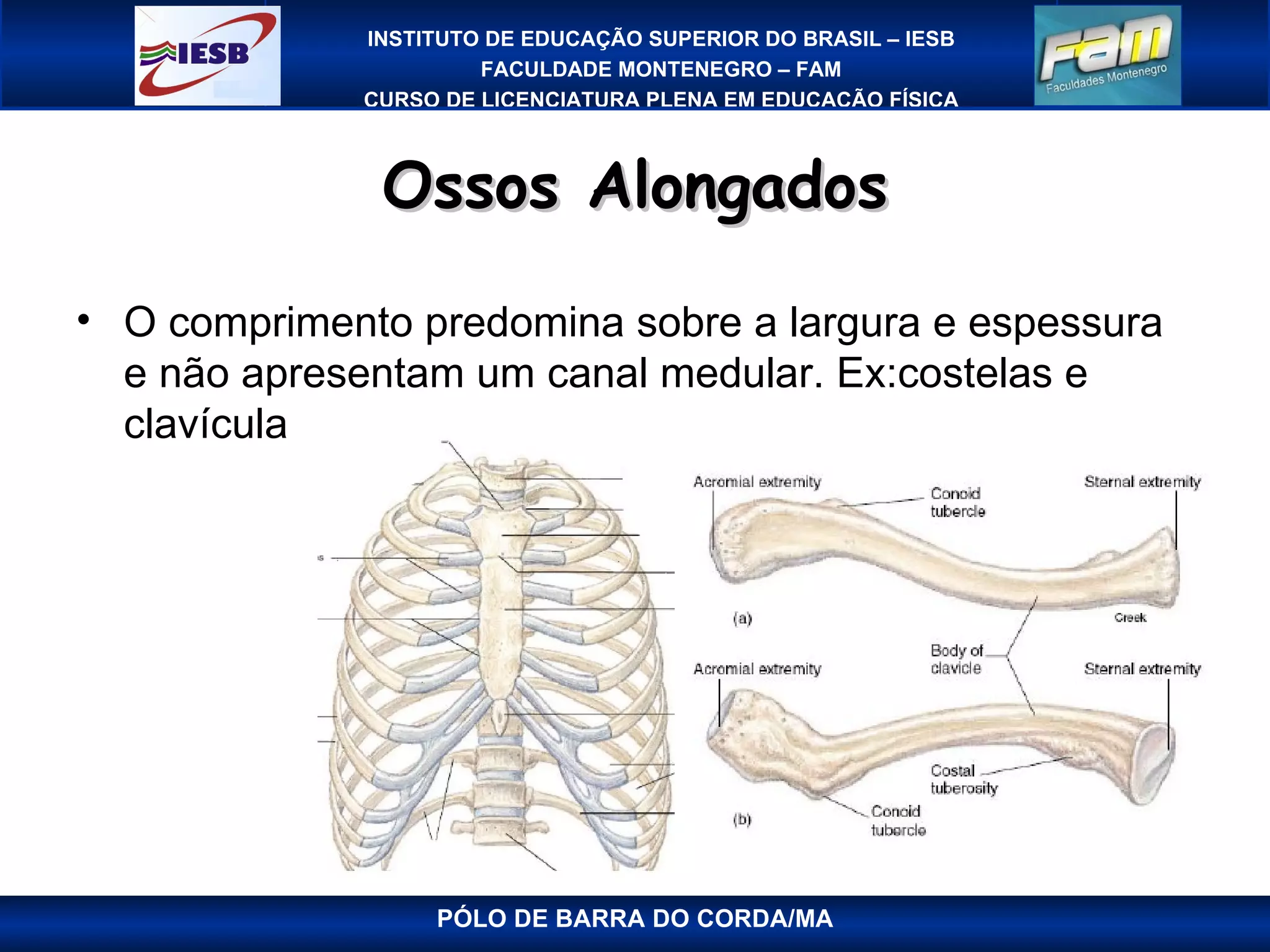Ossos Alongados PÓLO DE BARRA DO CORDA/MA O comprimento predomina sobre a largura e espessura e não apresentam um canal medular. Ex:costelas e clavícula 