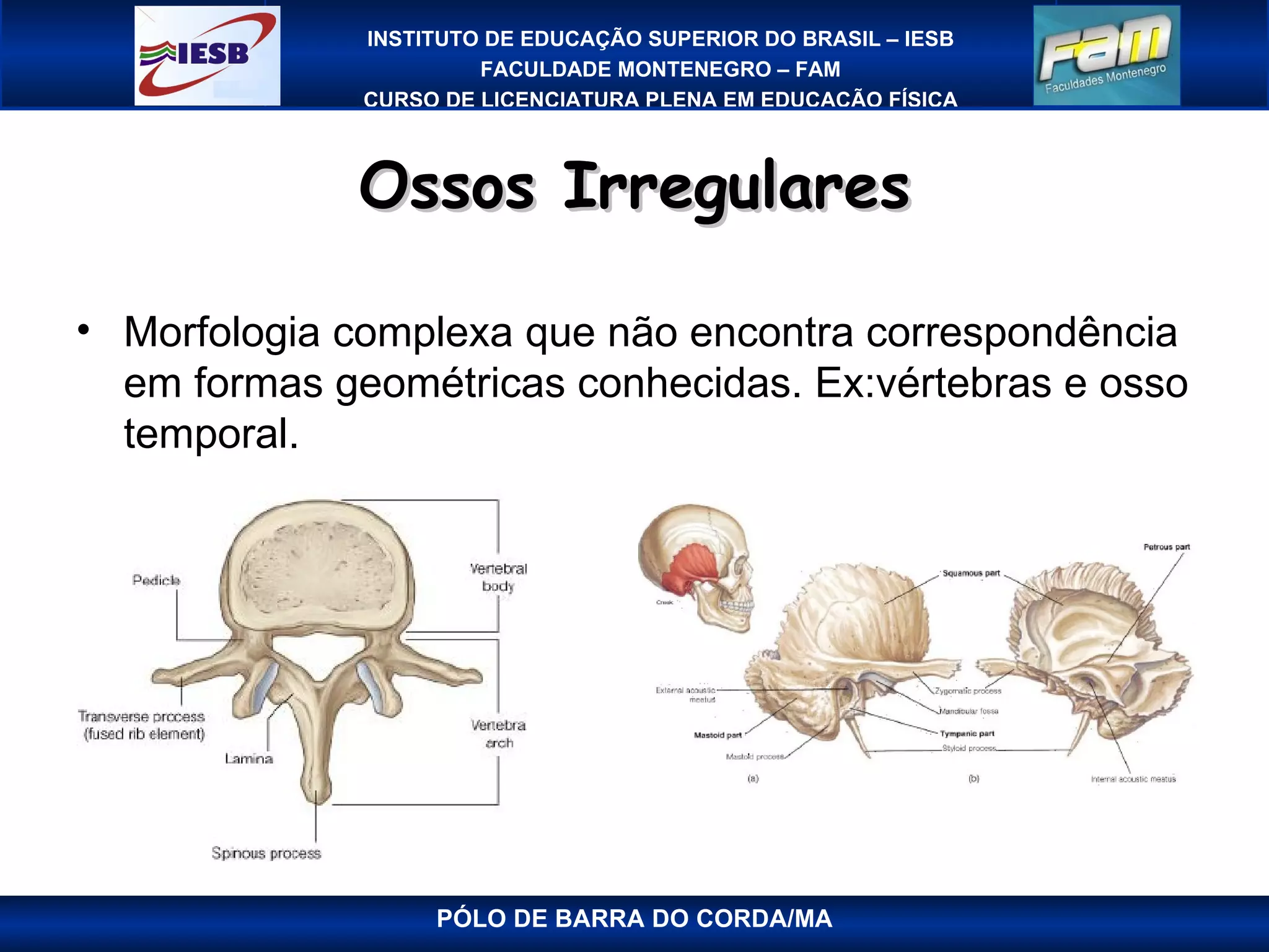 Ossos Irregulares PÓLO DE BARRA DO CORDA/MA Morfologia complexa que não encontra correspondência em formas geométricas conhecidas. Ex:vértebras e osso temporal. 