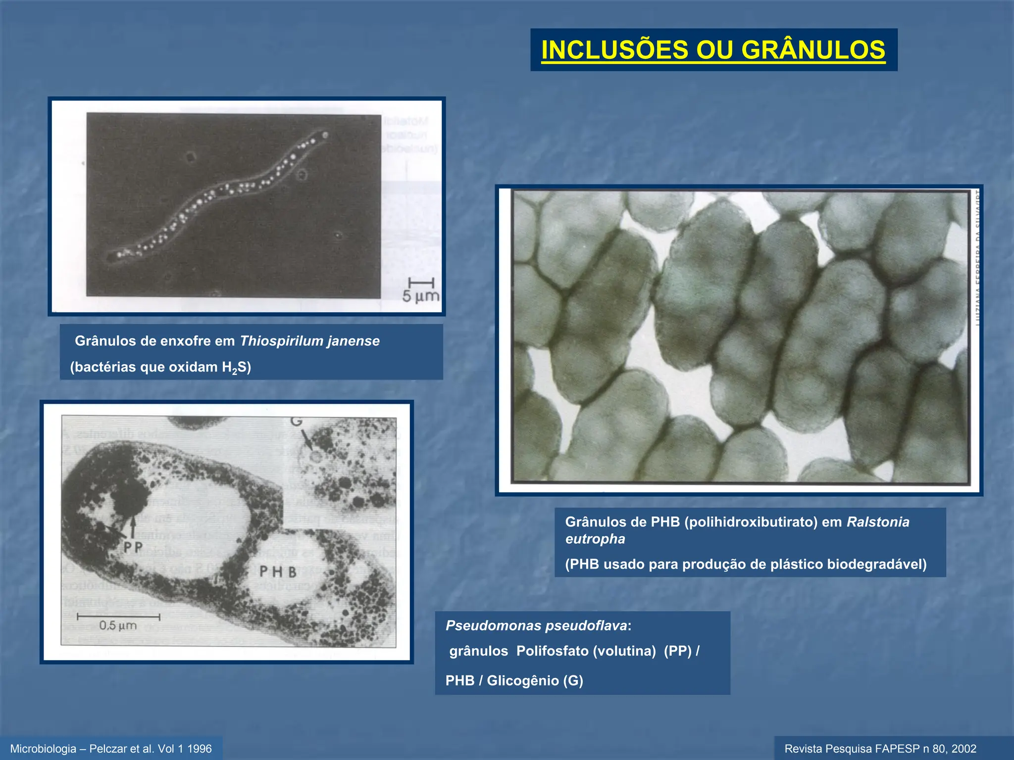 Microbiologia – Pelczar et al. Vol 1 1996
INCLUSÕES OU GRÂNULOS
Revista Pesquisa FAPESP n 80, 2002
Grânulos de PHB (polihidroxibutirato) em Ralstonia
eutropha
(PHB usado para produção de plástico biodegradável)
Grânulos de enxofre em Thiospirilum janense
(bactérias que oxidam H2S)
Pseudomonas pseudoflava:
grânulos Polifosfato (volutina) (PP) /
PHB / Glicogênio (G)
 