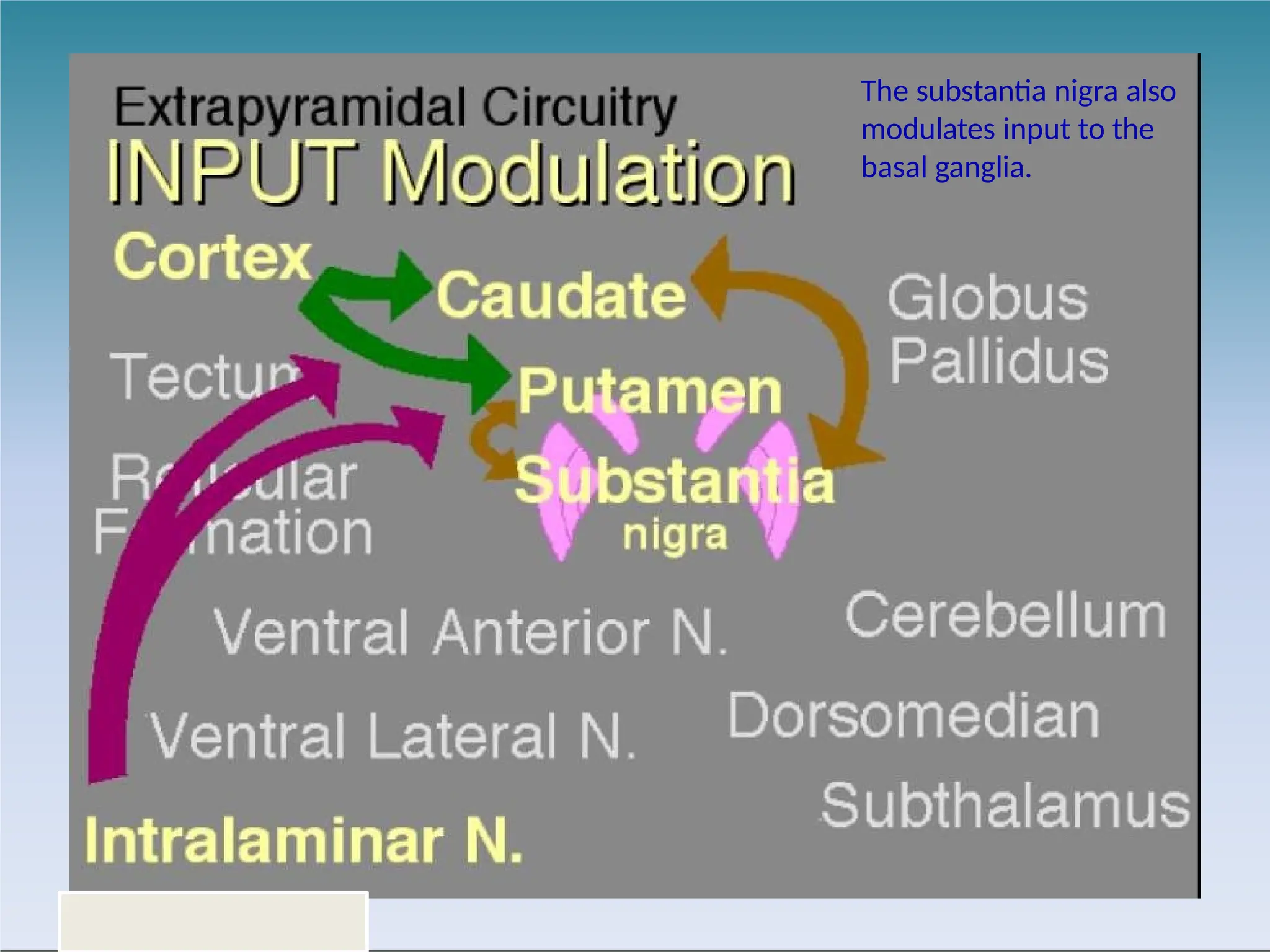 38
The substantia nigra also
modulates input to the
basal ganglia.
 
