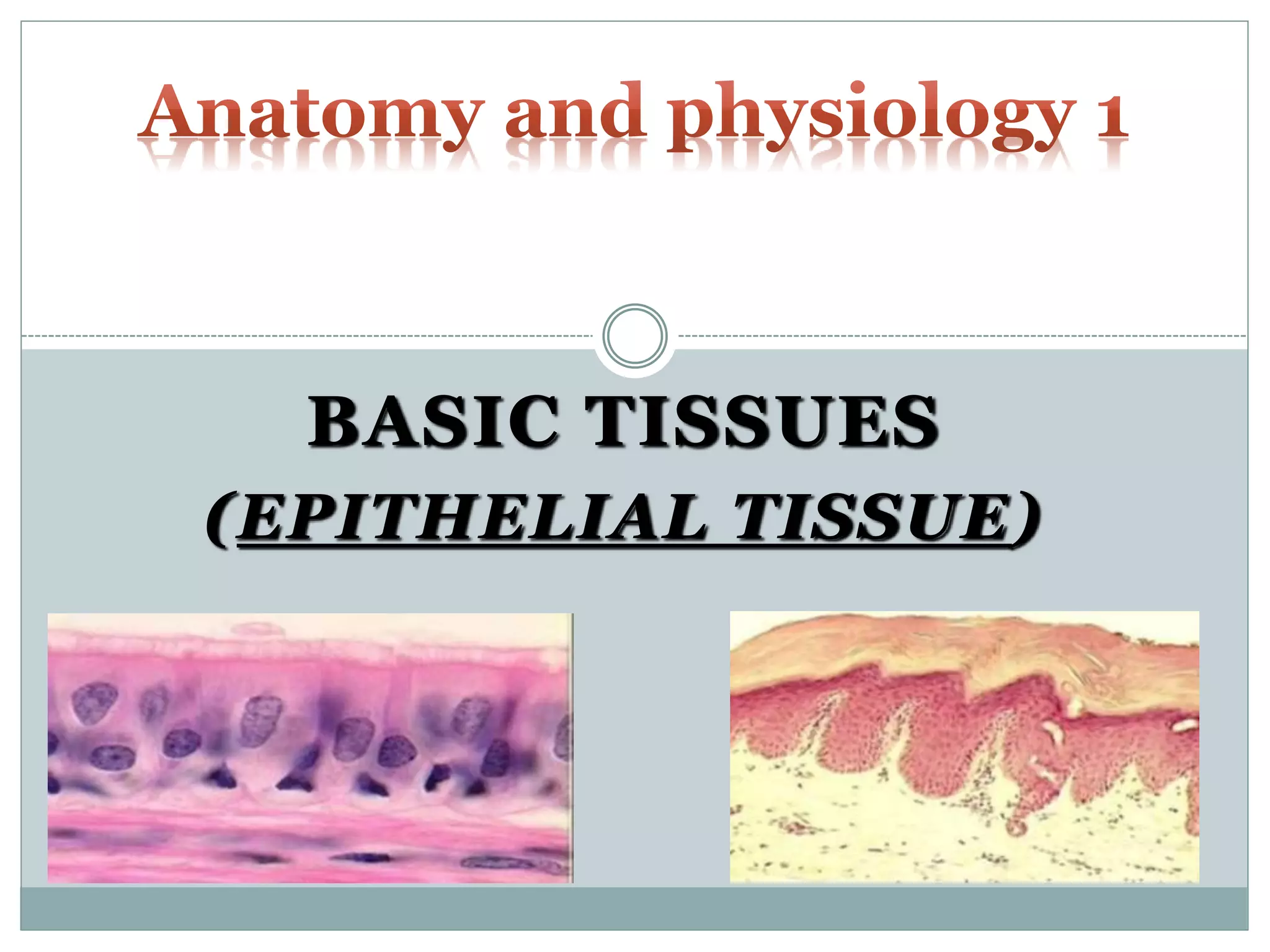 BASIC TISSUES
(EPITHELIAL TISSUE)
 