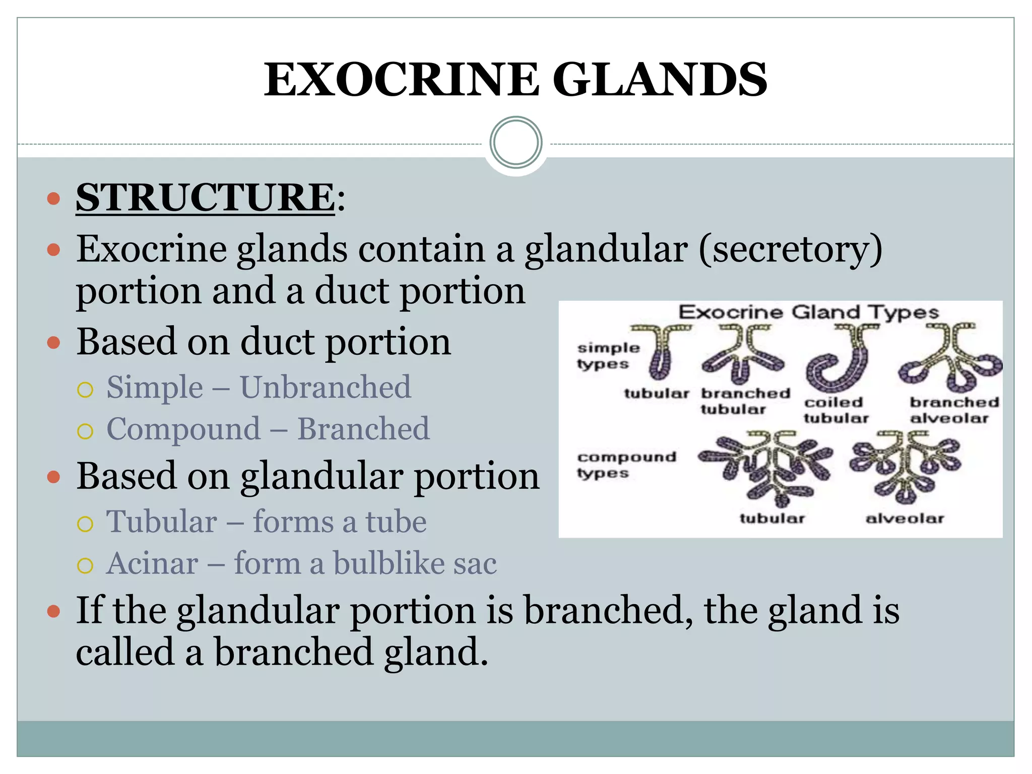 EXOCRINE GLANDS
 STRUCTURE:
 Exocrine glands contain a glandular (secretory)
portion and a duct portion
 Based on duct portion
 Simple – Unbranched
 Compound – Branched
 Based on glandular portion
 Tubular – forms a tube
 Acinar – form a bulblike sac
 If the glandular portion is branched, the gland is
called a branched gland.
 