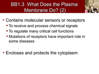 BB1.3 What Does the Plasma
           Membrane Do? (2)
   Contains molecular sensors or receptors
     To receive and process chemical signals
     To regulate many critical cell functions
     Mutations of receptors have important role in
      some diseases

   Encloses and protects the cytoplasm
 