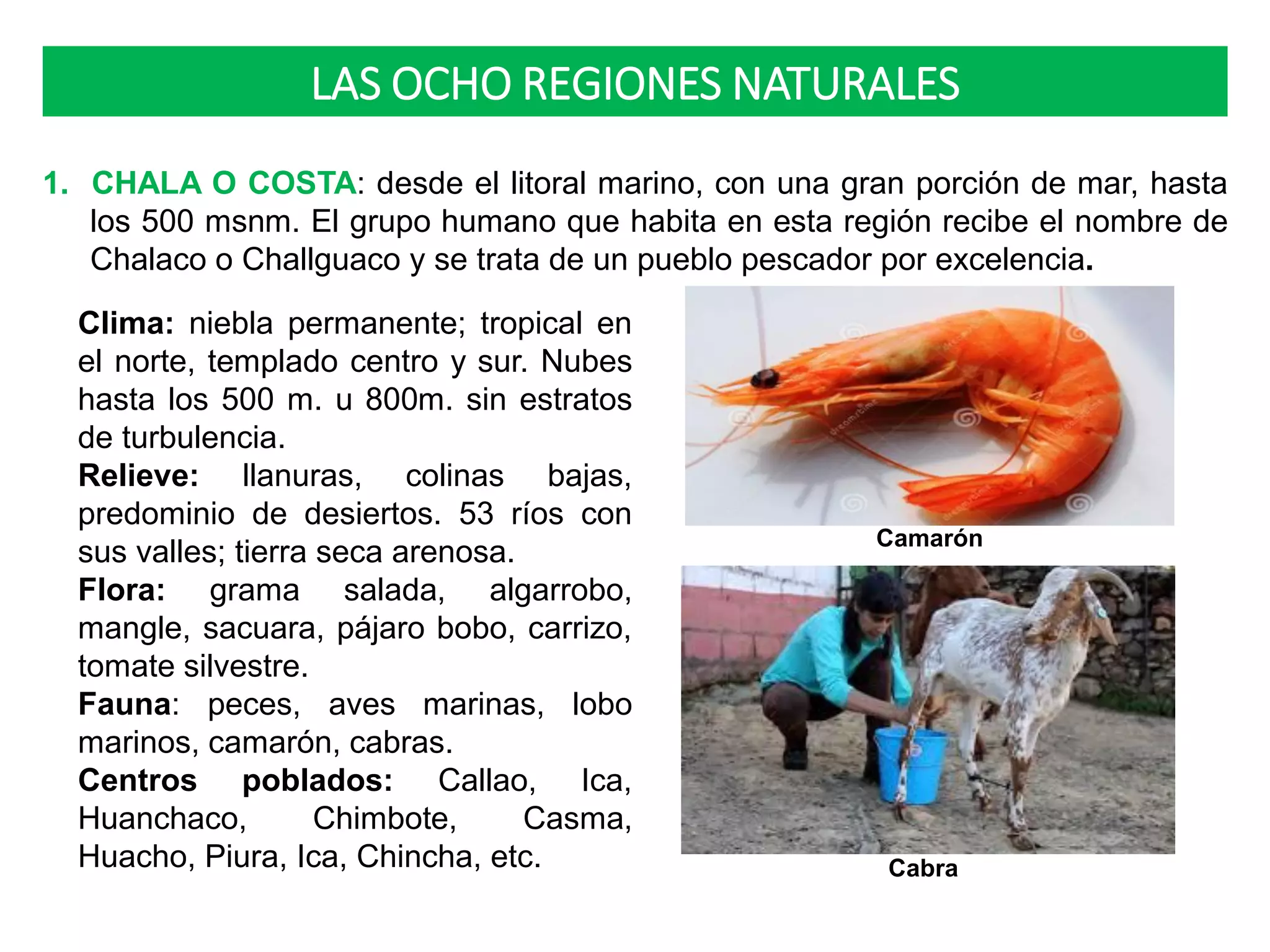 LAS OCHO REGIONES NATURALES
1. CHALA O COSTA: desde el litoral marino, con una gran porción de mar, hasta
los 500 msnm. El grupo humano que habita en esta región recibe el nombre de
Chalaco o Challguaco y se trata de un pueblo pescador por excelencia.
Clima: niebla permanente; tropical en
el norte, templado centro y sur. Nubes
hasta los 500 m. u 800m. sin estratos
de turbulencia.
Relieve: llanuras, colinas bajas,
predominio de desiertos. 53 ríos con
sus valles; tierra seca arenosa.
Flora: grama salada, algarrobo,
mangle, sacuara, pájaro bobo, carrizo,
tomate silvestre.
Fauna: peces, aves marinas, lobo
marinos, camarón, cabras.
Centros poblados: Callao, Ica,
Huanchaco, Chimbote, Casma,
Huacho, Piura, Ica, Chincha, etc.
Camarón
Cabra
 