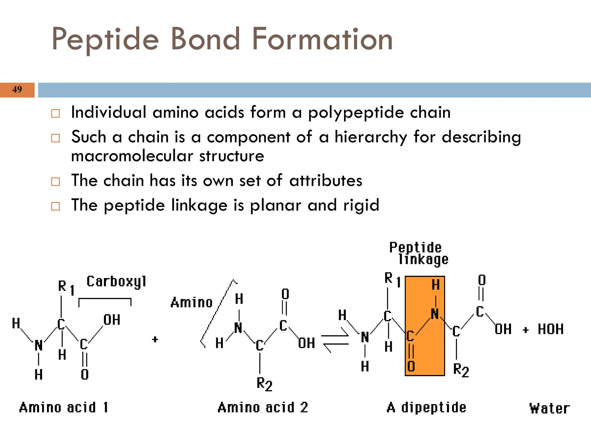 49
Peptide Bond Formation
 Individual amino acids form a polypeptide chain
 Such a chain is a component of a hierarchy for describing
macromolecular structure
 The chain has its own set of attributes
 The peptide linkage is planar and rigid
 