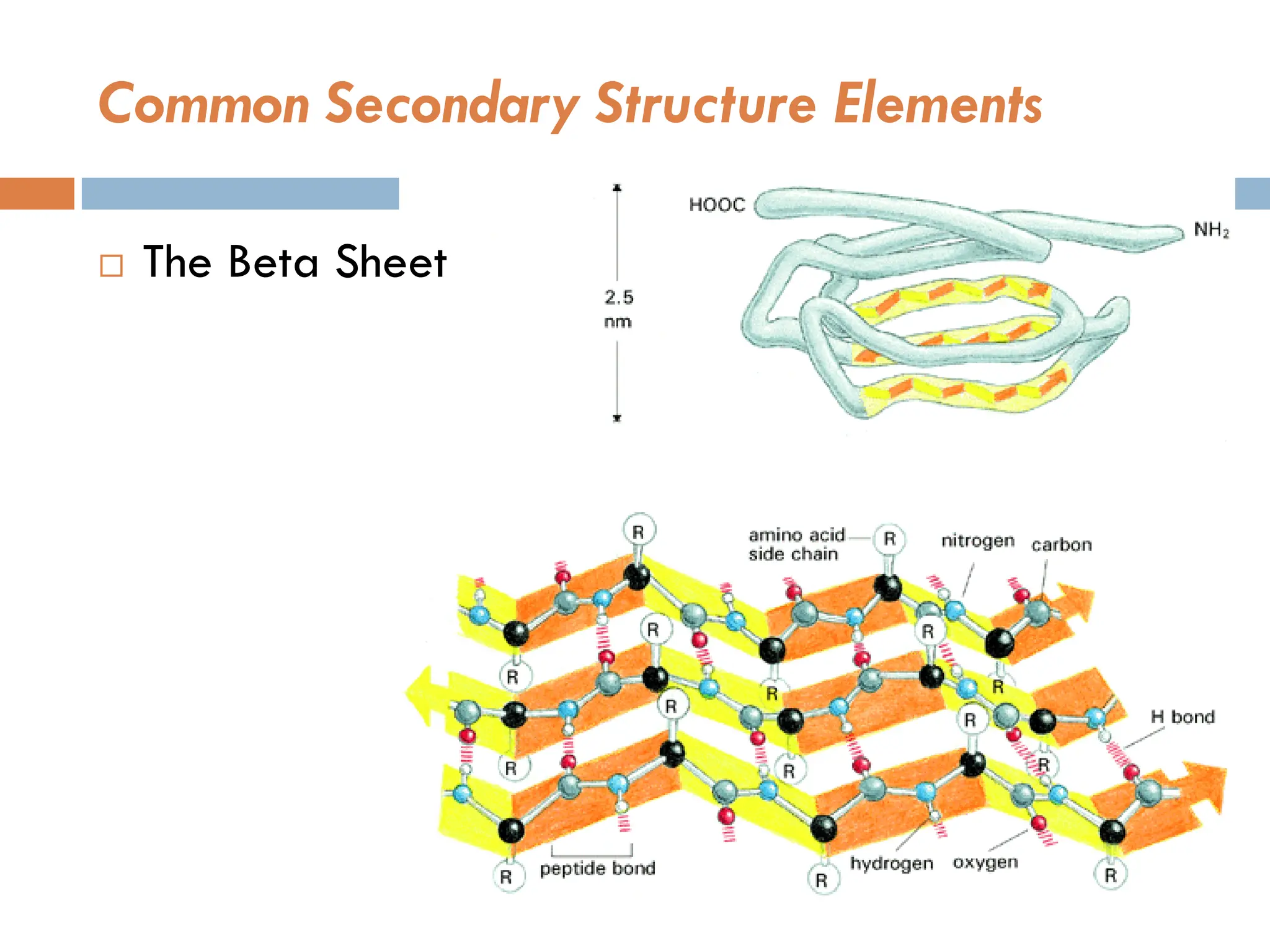 Common Secondary Structure Elements
 The Beta Sheet
 