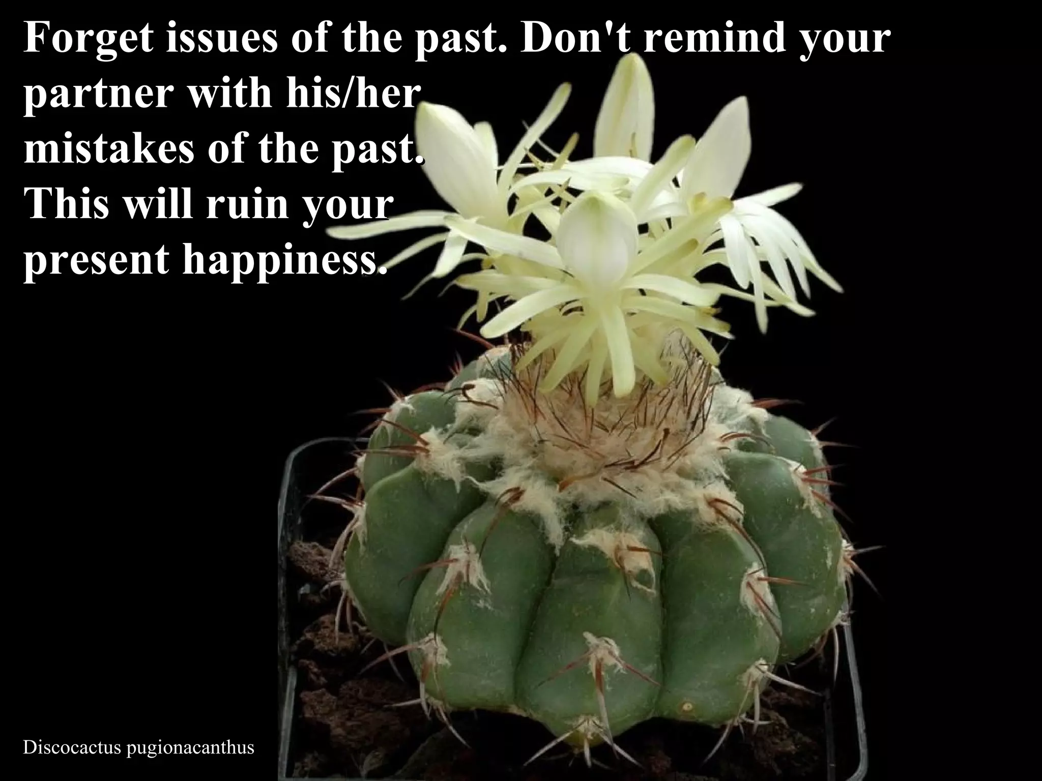 Discocactus pugionacanthus
Forget issues of the past. Don't remind yourForget issues of the past. Don't remind your
partner with his/herpartner with his/her
mistakes of the past.mistakes of the past.
This will ruin yourThis will ruin your
present happiness.present happiness.
 