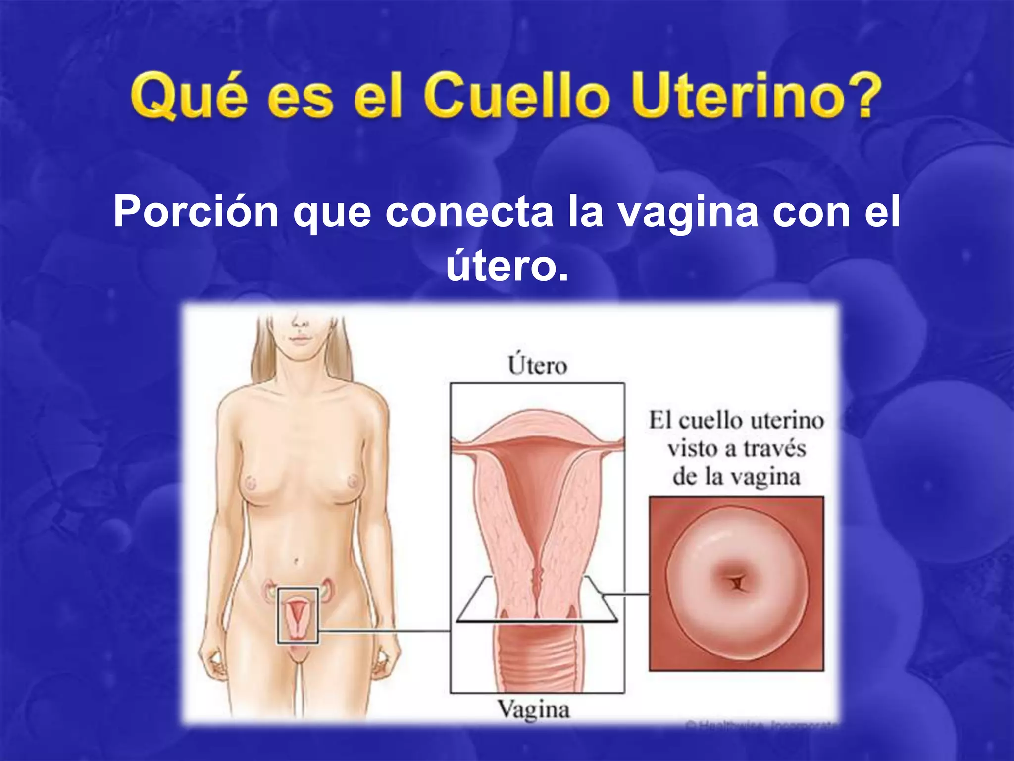 Porción que conecta la vagina con el
              útero.
 