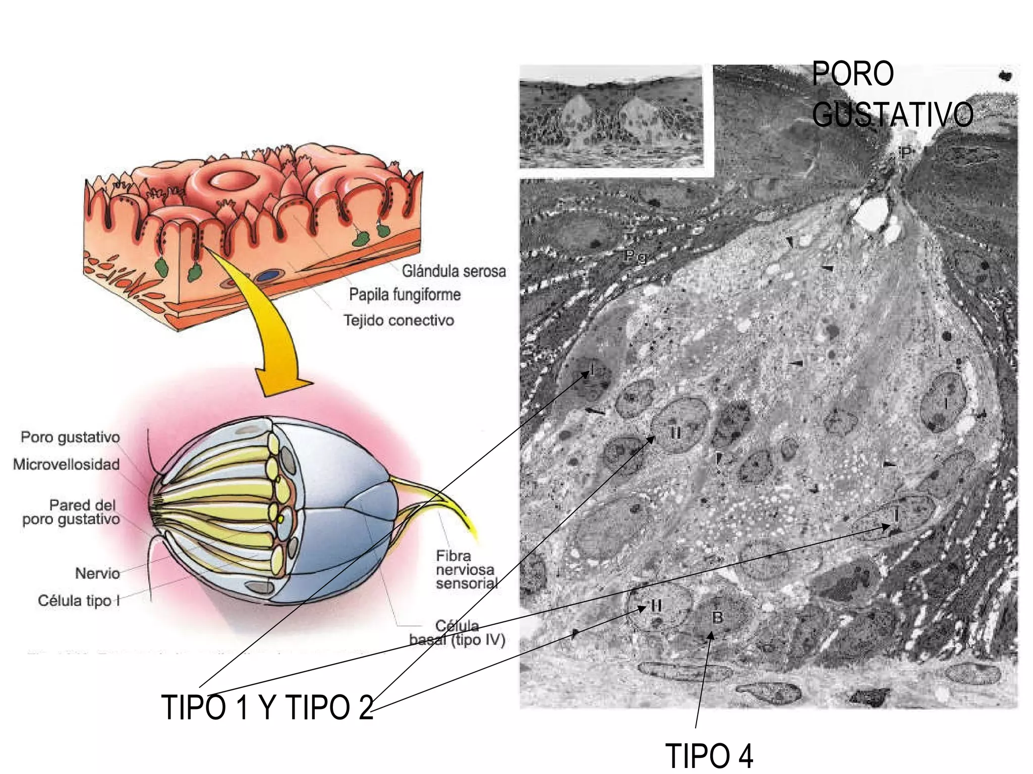TIPO 1 Y TIPO 2 TIPO 4 PORO GUSTATIVO