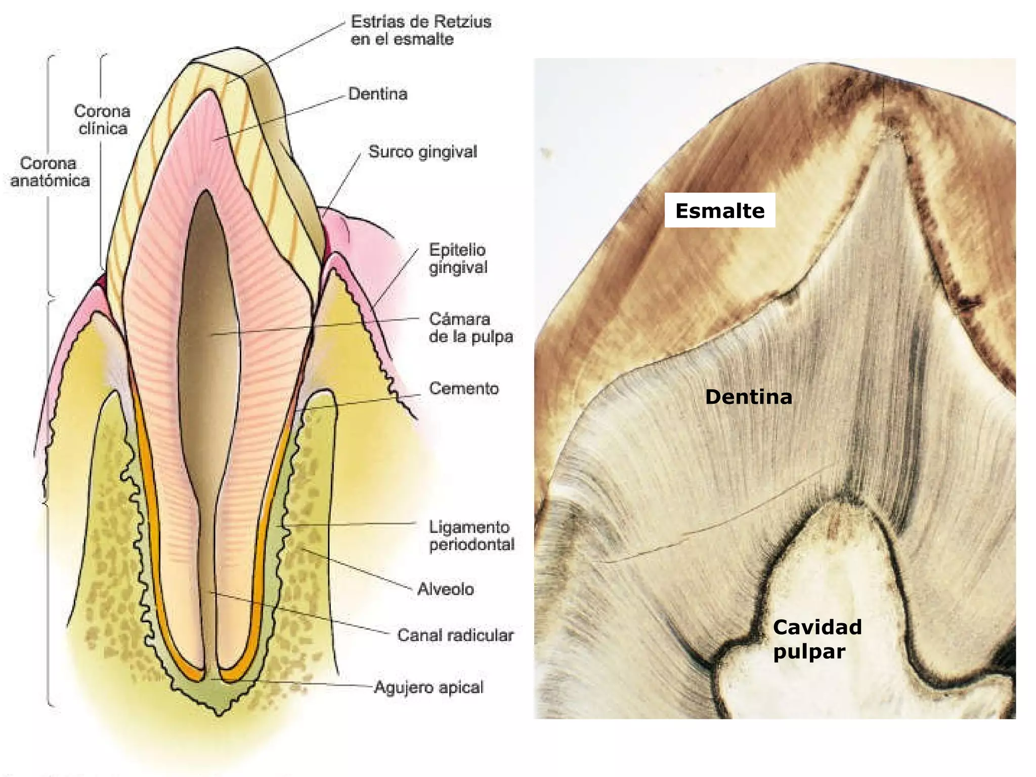 Esmalte Dentina Cavidad pulpar