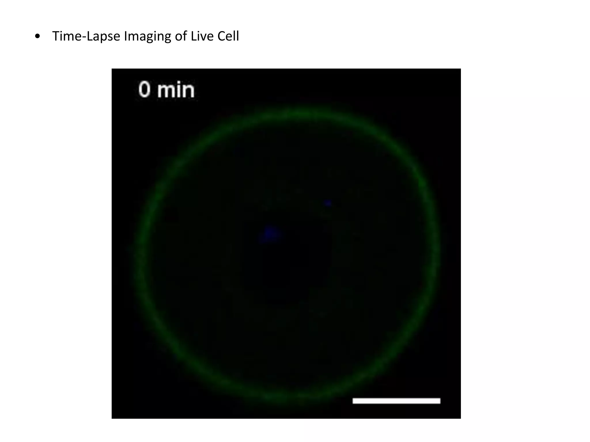 • Time-Lapse Imaging of Live Cell
 