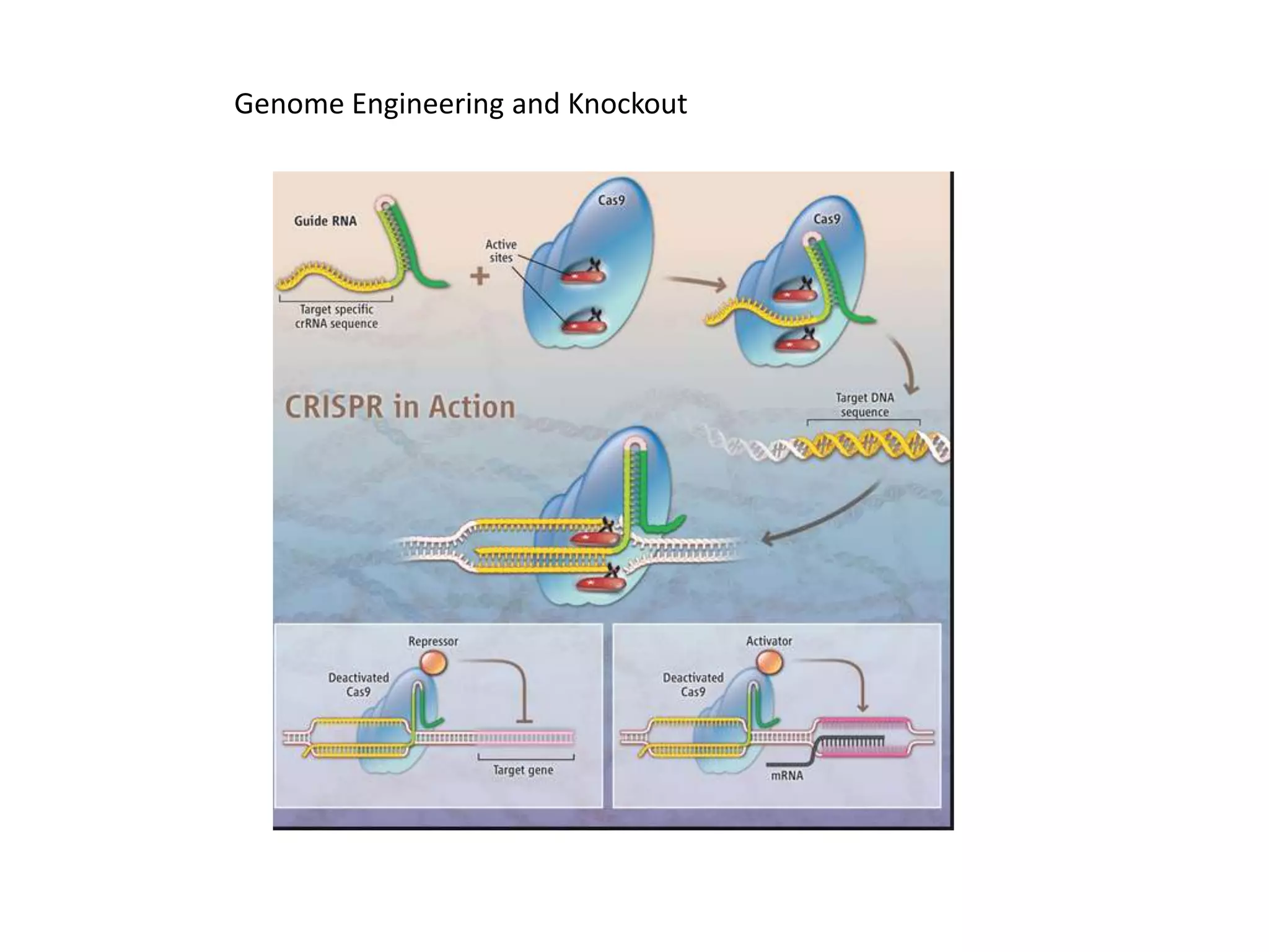Genome Engineering and Knockout
 