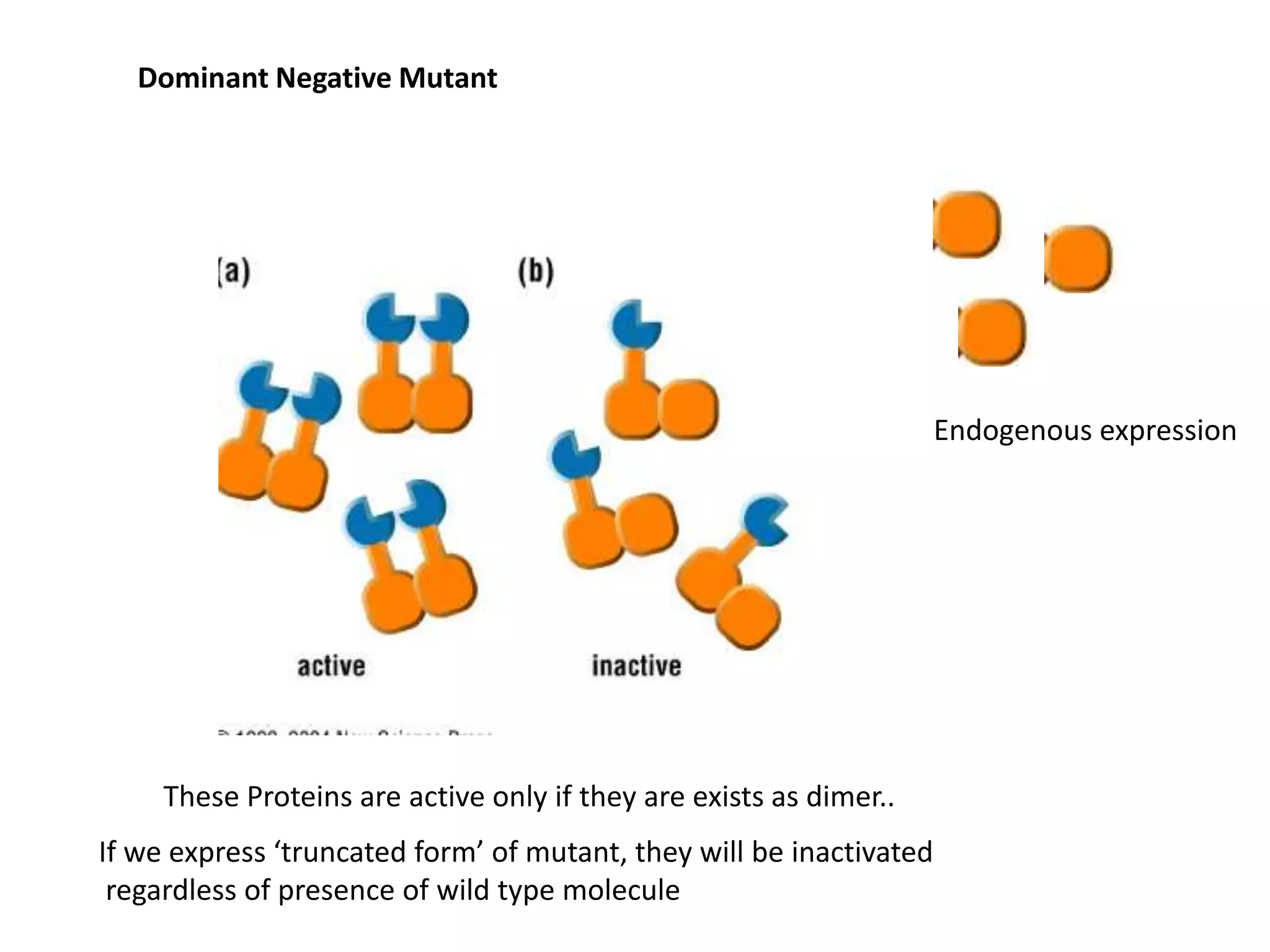 Dominant Negative Mutant
These Proteins are active only if they are exists as dimer..
If we express ‘truncated form’ of mutant, they will be inactivated
regardless of presence of wild type molecule
Endogenous expression
 
