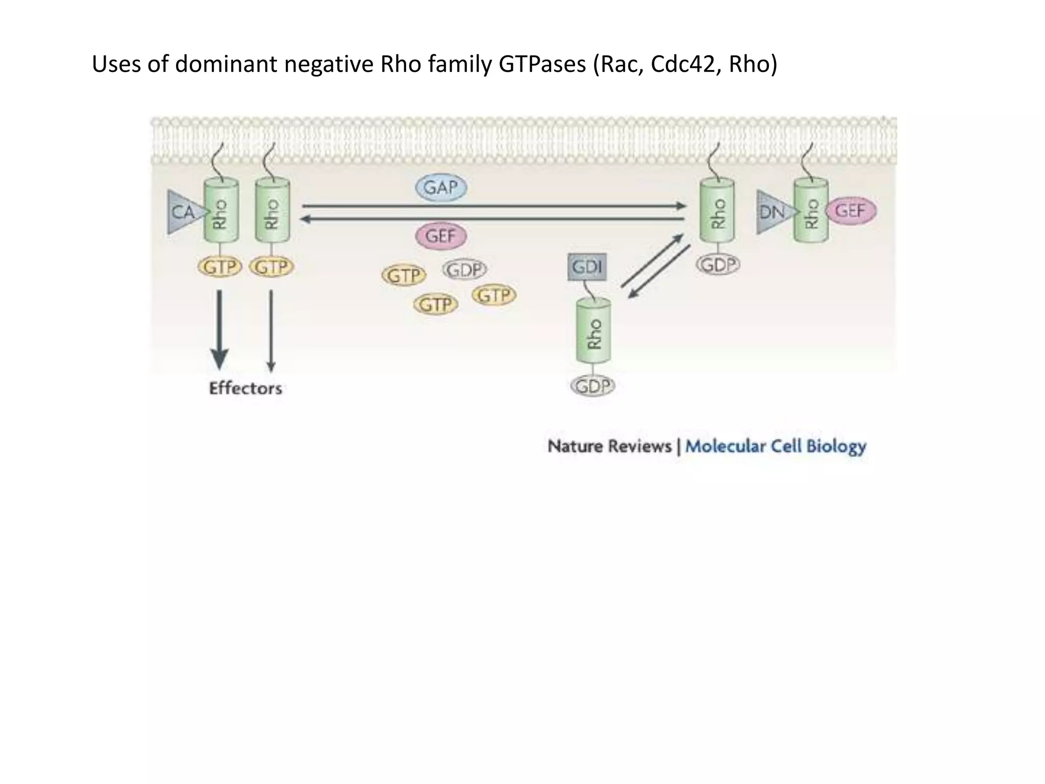 Uses of dominant negative Rho family GTPases (Rac, Cdc42, Rho)
 