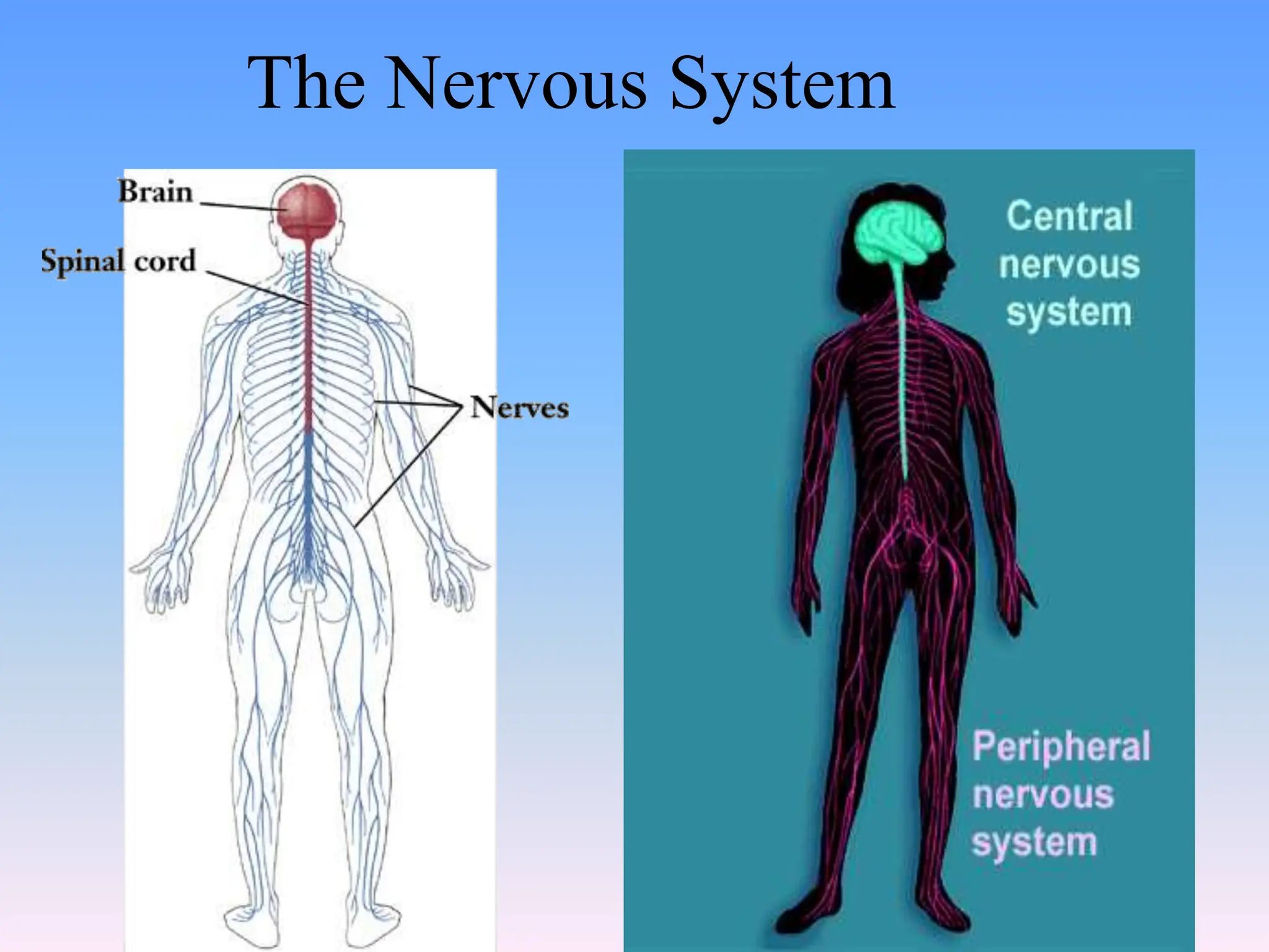 The Nervous System
 
