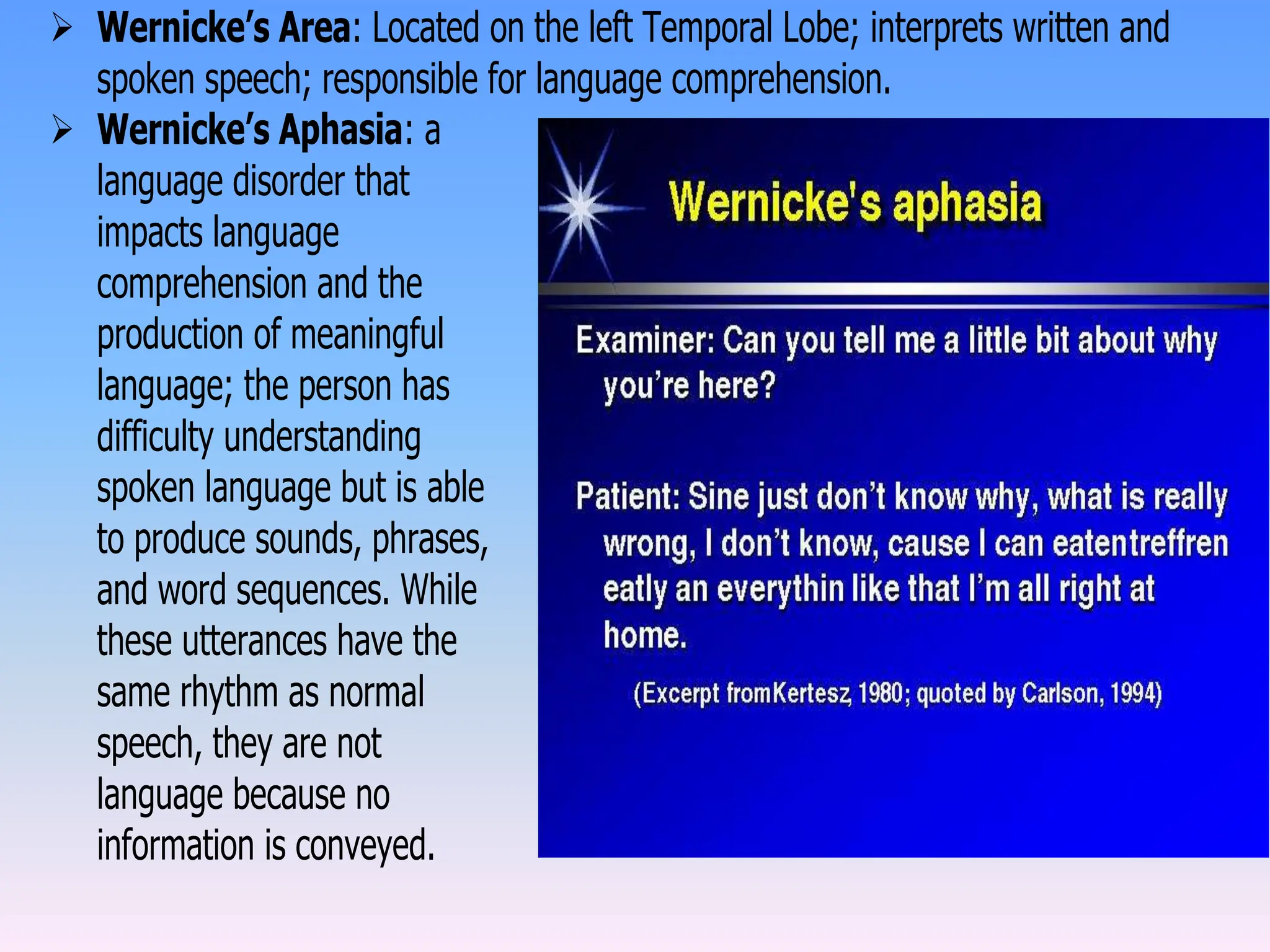  Wernicke’s Area: Located on the left Temporal Lobe; interprets written and
spoken speech; responsible for language comprehension.
 Wernicke’s Aphasia: a
language disorder that
impacts language
comprehension and the
production of meaningful
language; the person has
difficulty understanding
spoken language but is able
to produce sounds, phrases,
and word sequences. While
these utterances have the
same rhythm as normal
speech, they are not
language because no
information is conveyed.
 