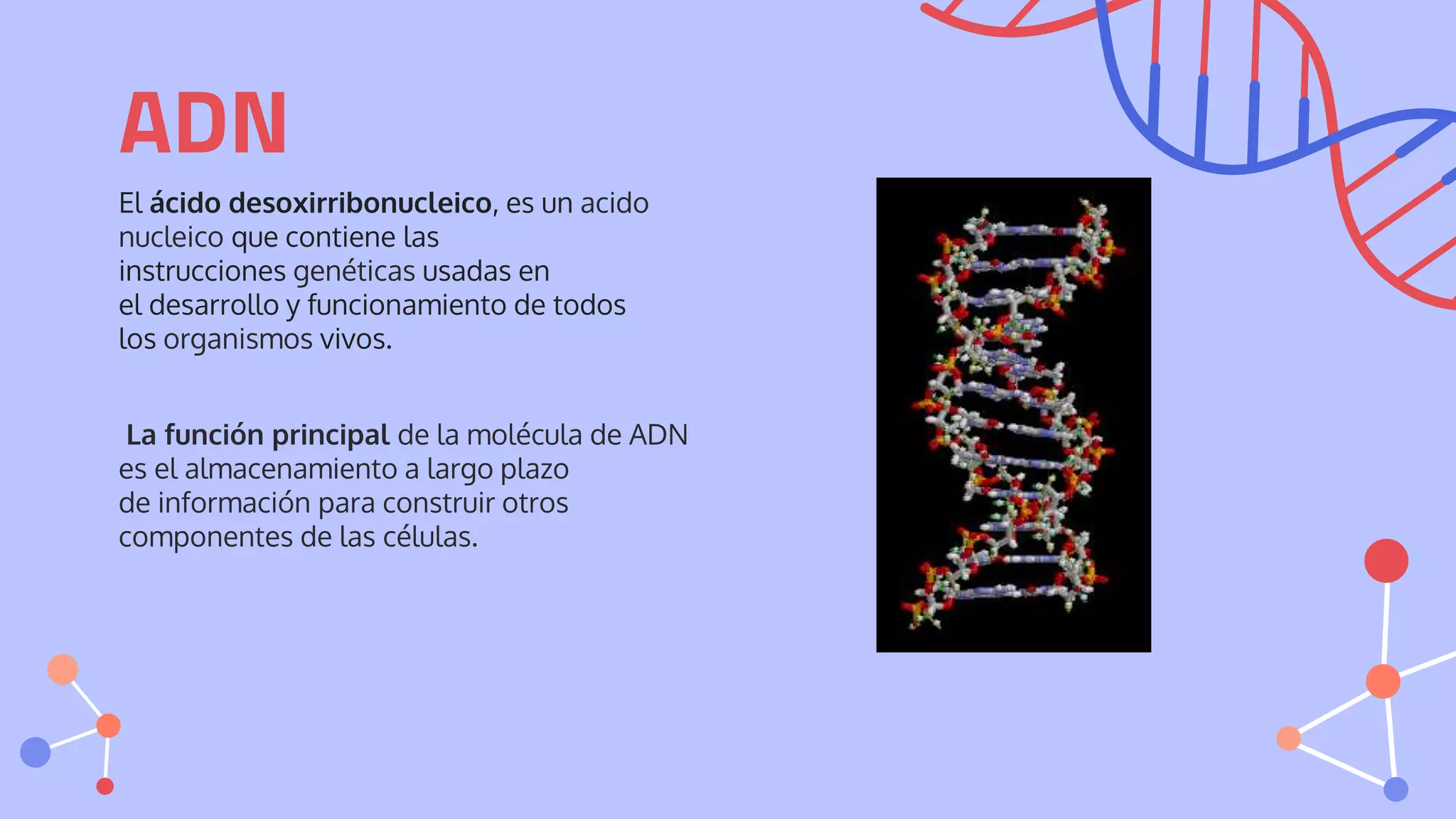 El ácido desoxirribonucleico, es un acido
nucleico que contiene las
instrucciones genéticas usadas en
el desarrollo y funcionamiento de todos
los organismos vivos.
La función principal de la molécula de ADN
es el almacenamiento a largo plazo
de información para construir otros
componentes de las células.
ADN
 
