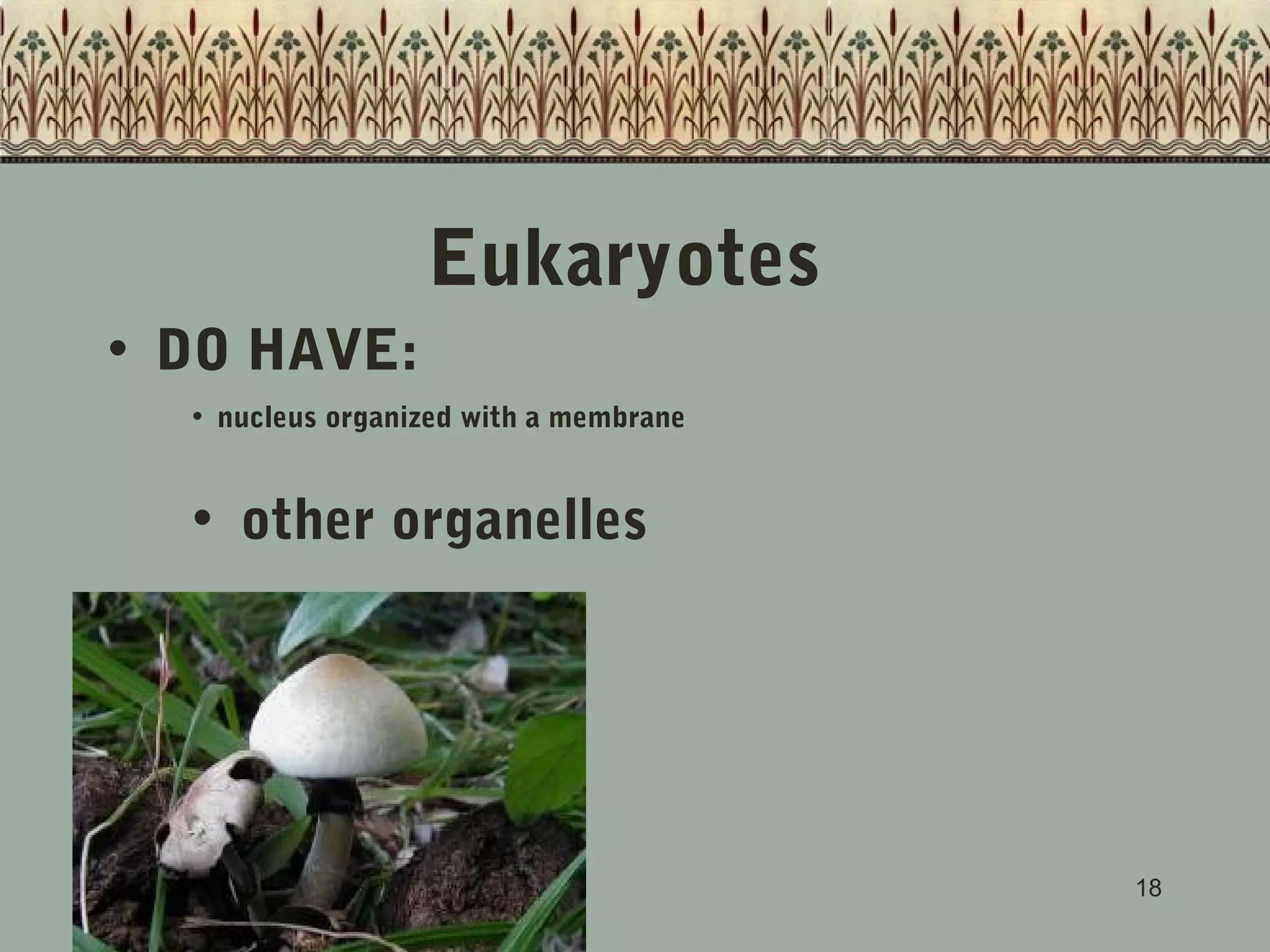 Eukaryotes
• DO HAVE:
• nucleus organized with a membrane

• other organelles

18

 