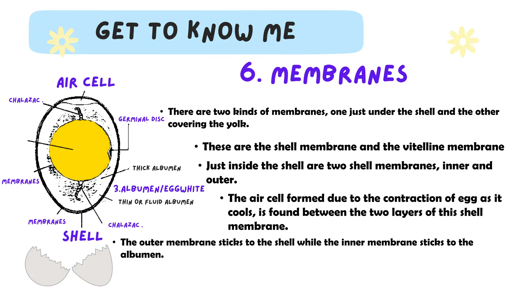 • There are two kinds of membranes, one just under the shell and the other
covering the yolk.
• These are the shell membrane and the vitelline membrane
• The outer membrane sticks to the shell while the inner membrane sticks to the
albumen.
• Just inside the shell are two shell membranes, inner and
outer.
• The air cell formed due to the contraction of egg as it
cools, is found between the two layers of this shell
membrane.
 