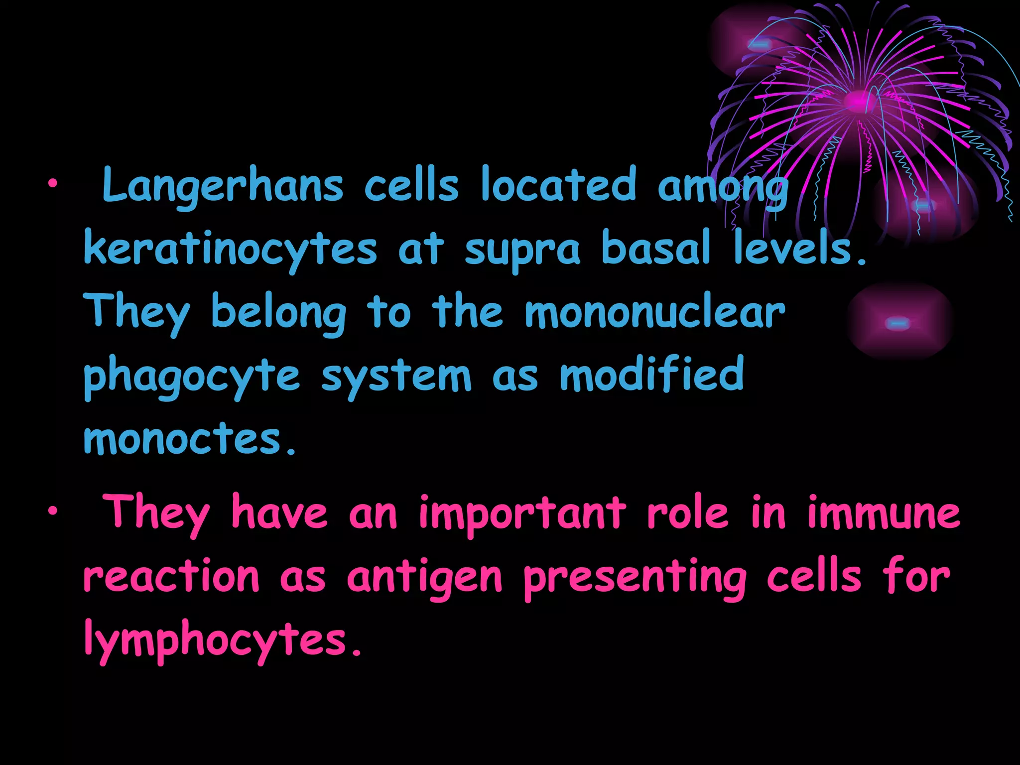 Langerhans cells located among keratinocytes at supra basal levels. They belong to the mononuclear phagocyte system as modified monoctes. They have an important role in immune reaction as antigen presenting cells for lymphocytes. 
