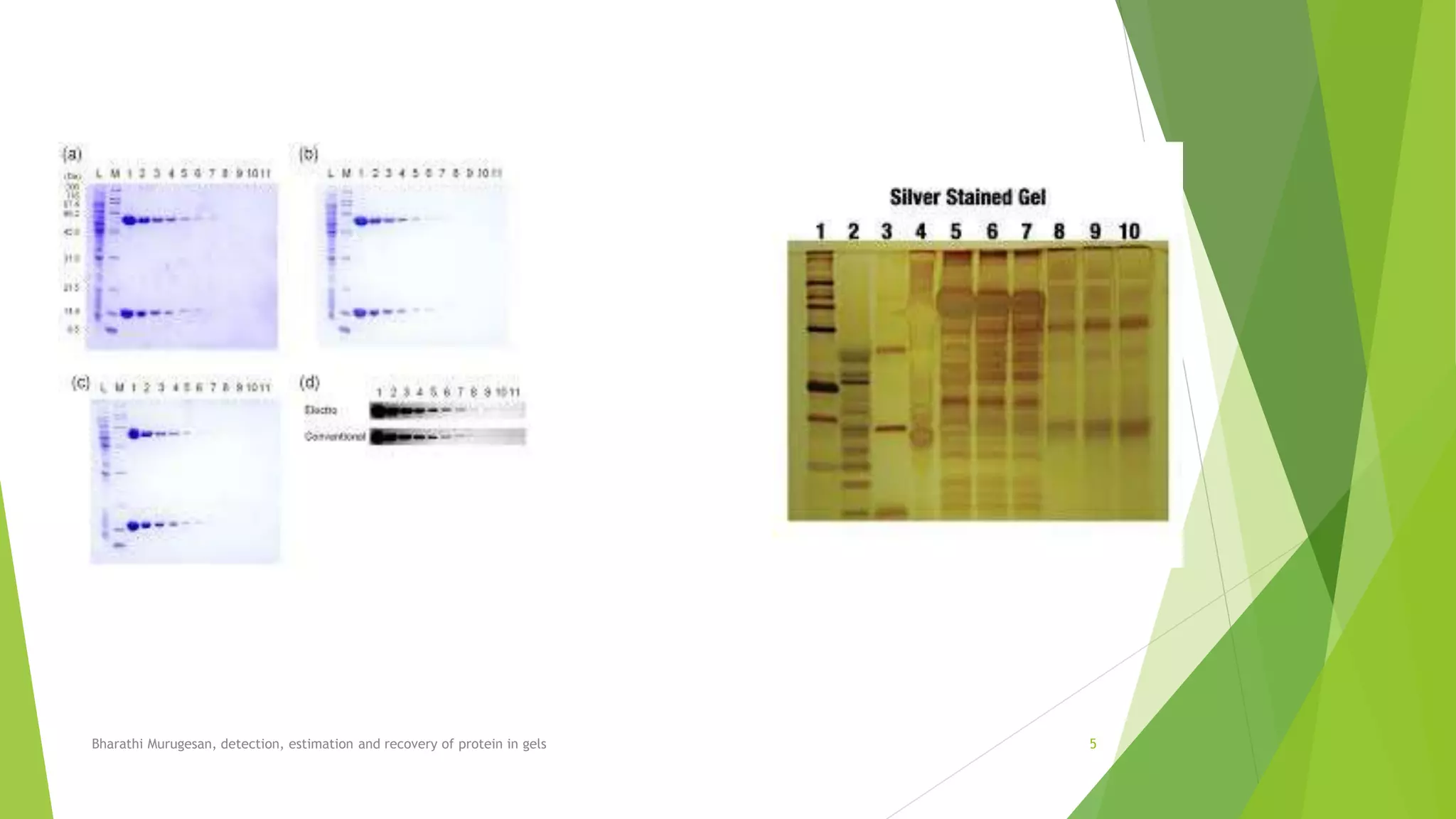 Bharathi Murugesan, detection, estimation and recovery of protein in gels 5
 
