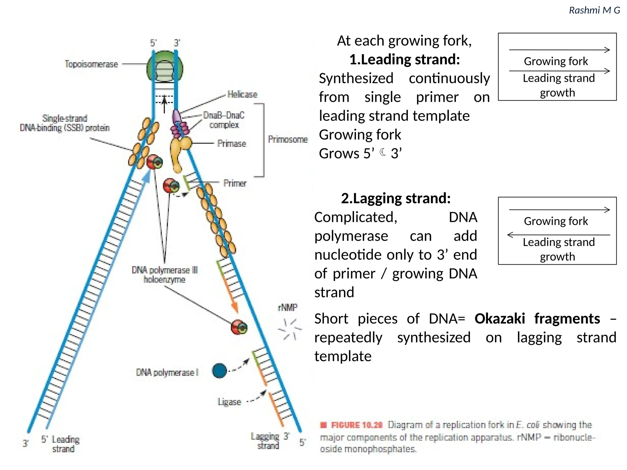 Rashmi M G
At each growing fork,
1.Leading strand:
Synthesized continuously
from single primer on
leading strand template
Growing fork
Grows 5’3’
2.Lagging strand:
Complicated, DNA
polymerase can add
nucleotide only to 3’ end
of primer / growing DNA
strand
Growing fork
Leading strand
growth
Growing fork
Leading strand
growth
Short pieces of DNA= Okazaki fragments –
repeatedly synthesized on lagging strand
template
 