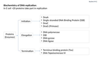 Rashmi M G
Biochemistry of DNA replication:
In E coli >20 proteins take part in replication
Proteins
(Enzymes)
Initiation
• DnaA
• Single stranded DNA Binding Protein (SSB)
• DnaC
• DnaG (Primase)
Elongation
• DNA polymerase
• SSB
• DNA gyrase
• DNA ligase
Termination • Terminus binding protein (Tus)
• DNA Topoisomerase IV
 