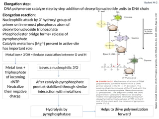 Rashmi M G
Elongation reaction:
Nucleophilic attack by 3’ hydroxyl group of
primer on innermost phosphorus atom of
deoxyribonucleoside triphosphate
Phosphodiester bridge forms= release of
pyrophosphate
Catalytic metal ions (Mg2+
) present in active site
has important role
Metal ions+ 3’OH = Reduce association between O and H
leaves a nucleophilic 3’O-
After catalysis pyrophosphate
product stabilized through similar
interaction with metal ions
Hydrolysis by
pyrophosphatase
Metal ions +
Triphosphate
of incoming
dNTP
Neutralize
their negative
charge
Helps to drive polymerization
forward
Source:
Snustad,
Simmons
(2012),
Principles
of
genetics,
John
Wiley&
Sons,
Inc,
Sixth
edition,
Page
no.
232
Elongation step:
DNA polymerase catalyze step by step addition of deoxyribonucleotide units to DNA chain
 