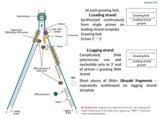 Rashmi M G
At each growing fork,
1.Leading strand:
Synthesized continuously
from single primer on
leading strand template
Growing fork
Grows 5’3’
2.Lagging strand:
Complicated, DNA
polymerase can add
nucleotide only to 3’ end
of primer / growing DNA
strand
Growing fork
Leading strand
growth
Growing fork
Leading strand
growth
Short pieces of DNA= Okazaki fragments –
repeatedly synthesized on lagging strand
template
 