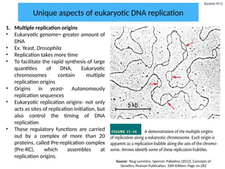 Rashmi M G
Unique aspects of eukaryotic DNA replication
1. Multiple replication origins
• Eukaryotic genome= greater amount of
DNA
• Ex. Yeast, Drosophila
• Replication takes more time
• To facilitate the rapid synthesis of large
quantities of DNA, Eukaryotic
chromosomes contain multiple
replication origins
• Origins in yeast- Autonomously
replication sequences
• Eukaryotic replication origins- not only
acts as sites of replication initiation, but
also control the timing of DNA
replication
• These regulatory functions are carried
out by a complex of more than 20
proteins, called Pre-replication complex
(Pre-RC), which assembles at
replication origins.
Source: Klug cummins, Spencer, Palladino (2012), Concepts of
Genetics, Pearson Publication, 10th Edition, Page no.282
 