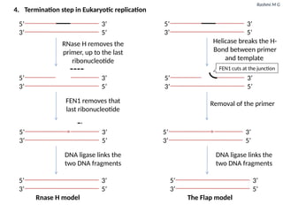 Rashmi M G
4. Termination step in Eukaryotic replication
5’
3’
3’
5’
5’
3’
3’
5’
RNase H removes the
primer, up to the last
ribonucleotide
5’
3’
3’
5’
FEN1 removes that
last ribonucleotide
5’
3’
3’
5’
5’
3’
3’
5’
DNA ligase links the
two DNA fragments
Helicase breaks the H-
Bond between primer
and template
5’
3’
3’
5’
Removal of the primer
5’
3’
3’
5’
5’
3’
3’
5’
DNA ligase links the
two DNA fragments
Rnase H model The Flap model
FEN1 cuts at the junction
 