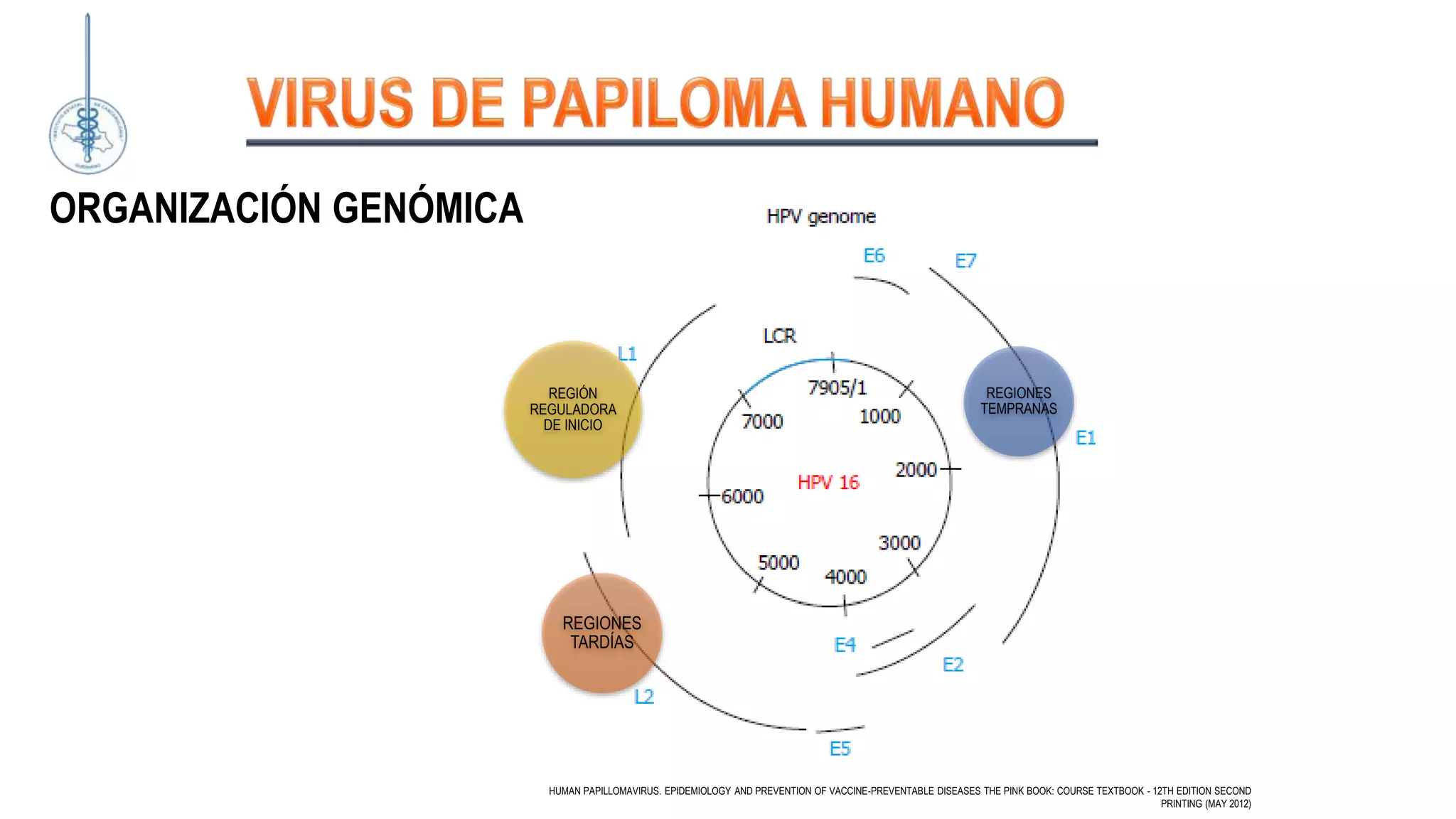 ORGANIZACIÓN GENÓMICA
REGIONES
TARDÍAS
REGIONES
TEMPRANAS
REGIÓN
REGULADORA
DE INICIO
HUMAN PAPILLOMAVIRUS. EPIDEMIOLOGY AND PREVENTION OF VACCINE-PREVENTABLE DISEASES THE PINK BOOK: COURSE TEXTBOOK - 12TH EDITION SECOND
PRINTING (MAY 2012)
 