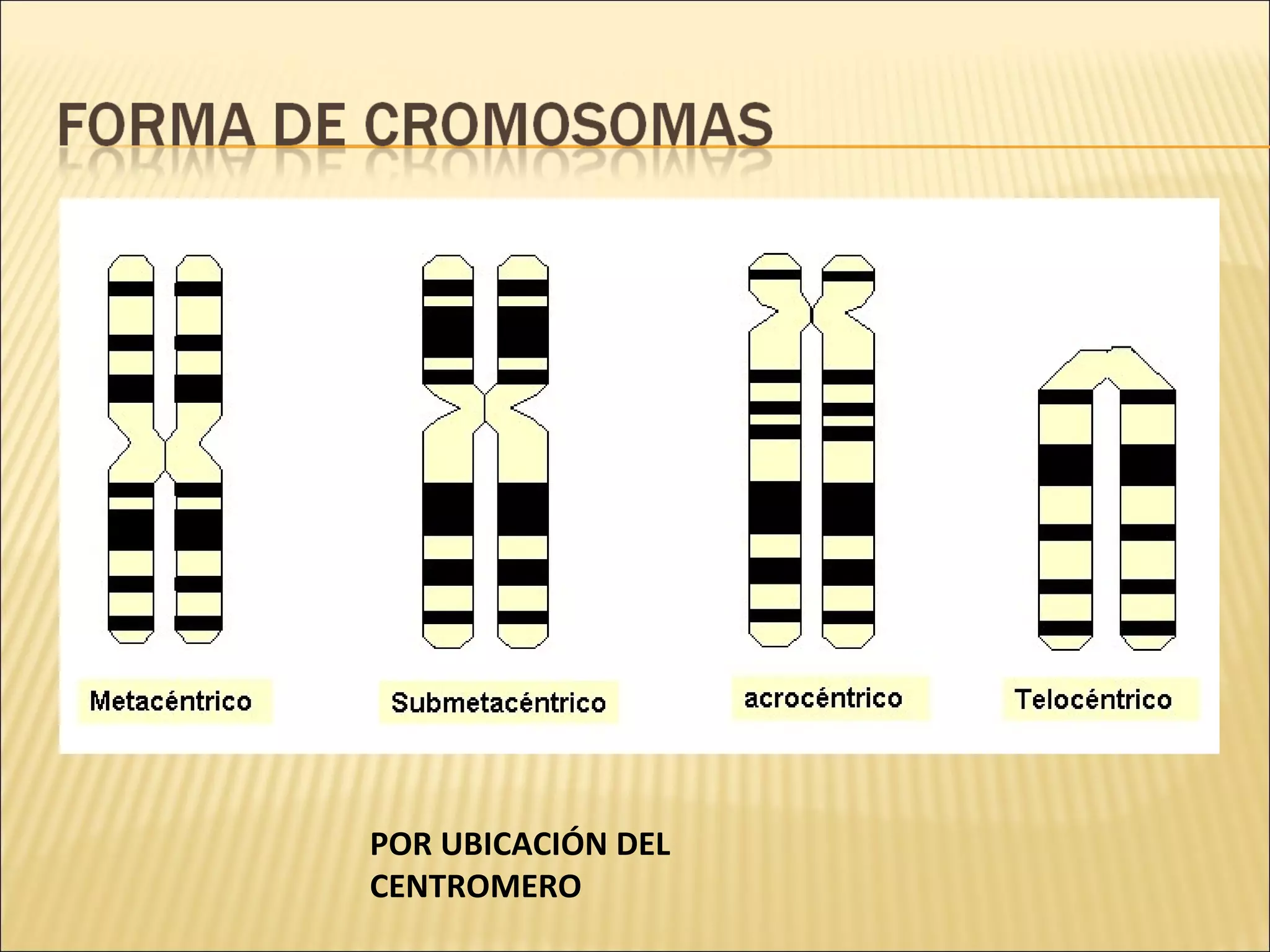 POR UBICACIÓN DEL
CENTROMERO
