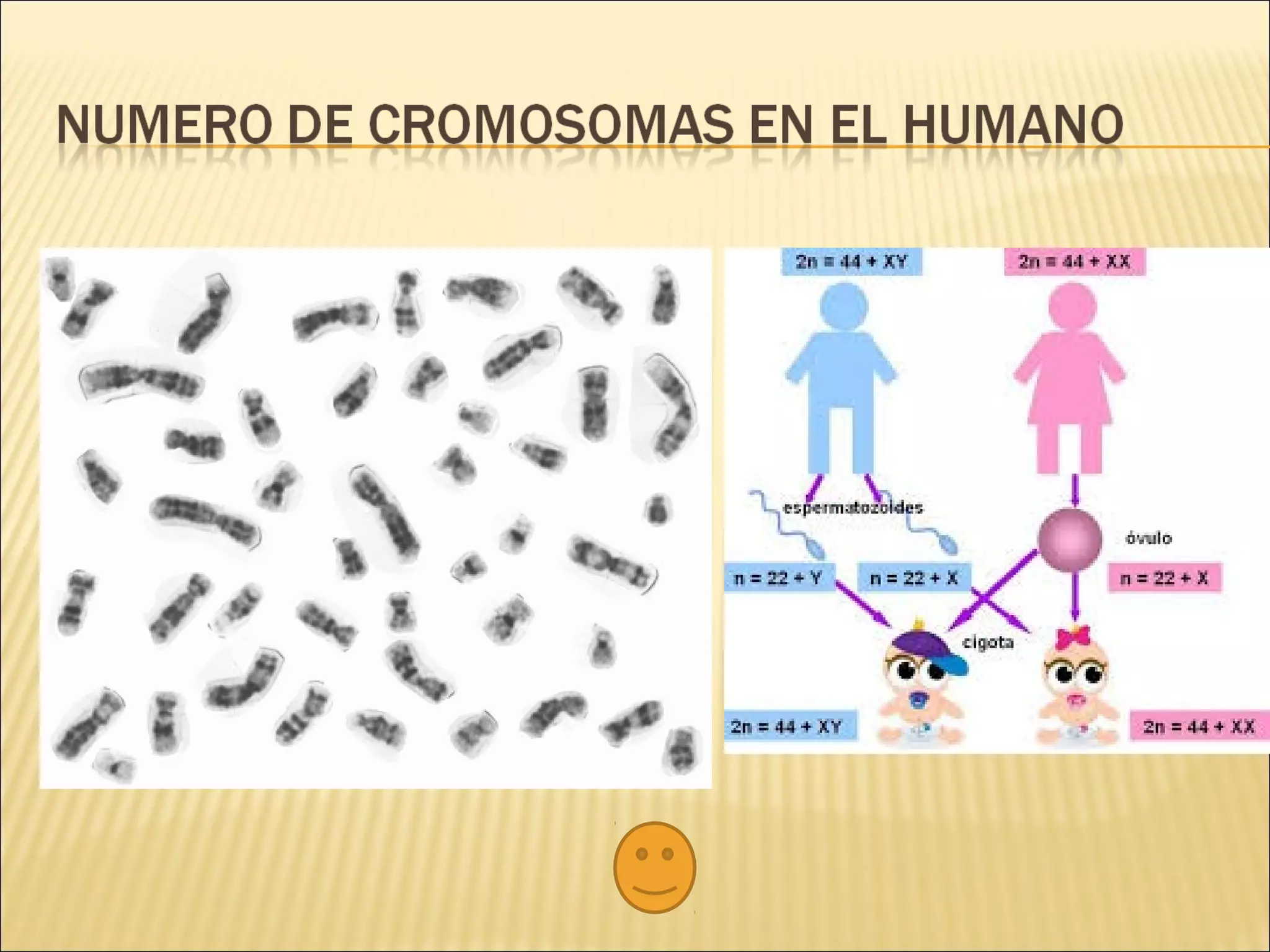 Cariotipo practica 1