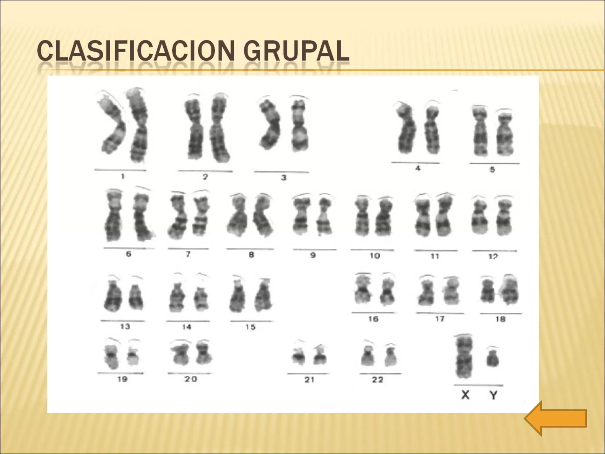 Cariotipo practica 1