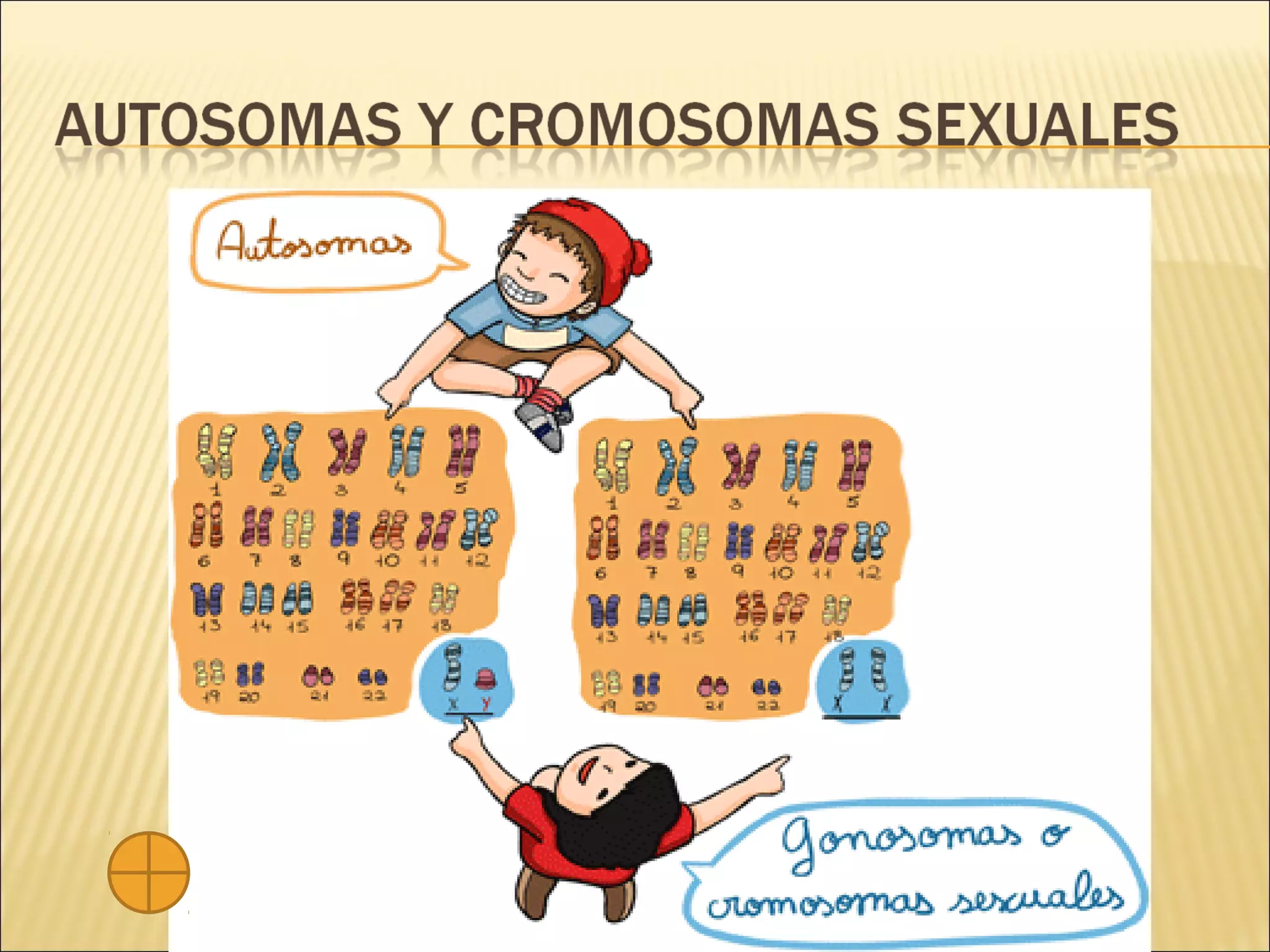 Cariotipo practica 1