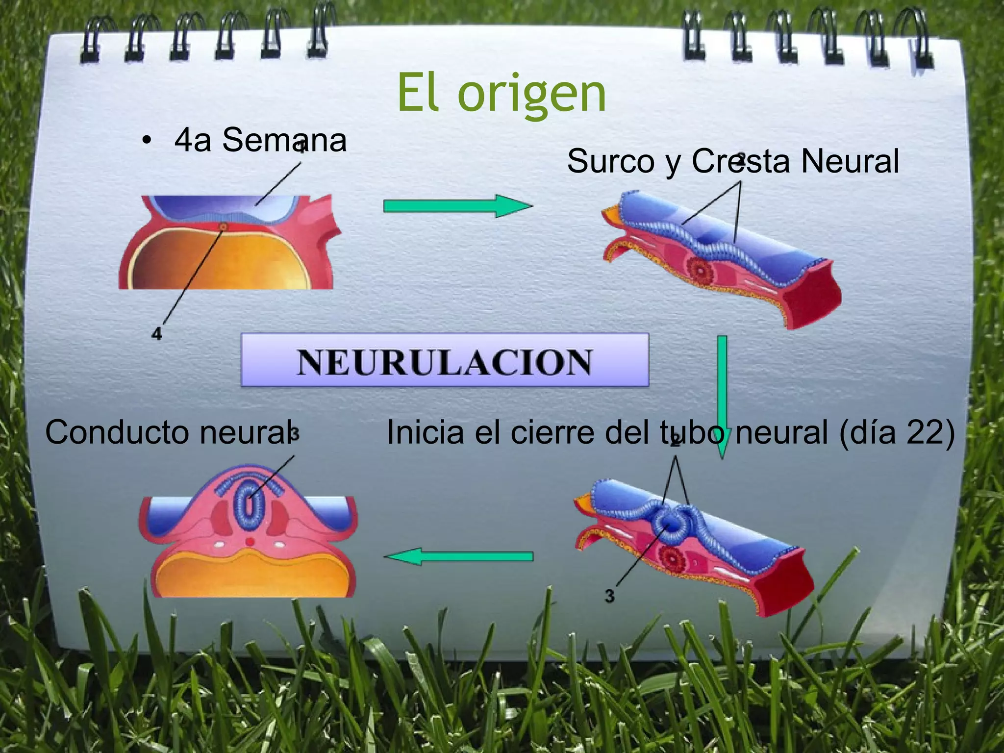 El origen 4a Semana Surco y Cresta Neural Inicia el cierre del tubo neural (día 22) Conducto neural