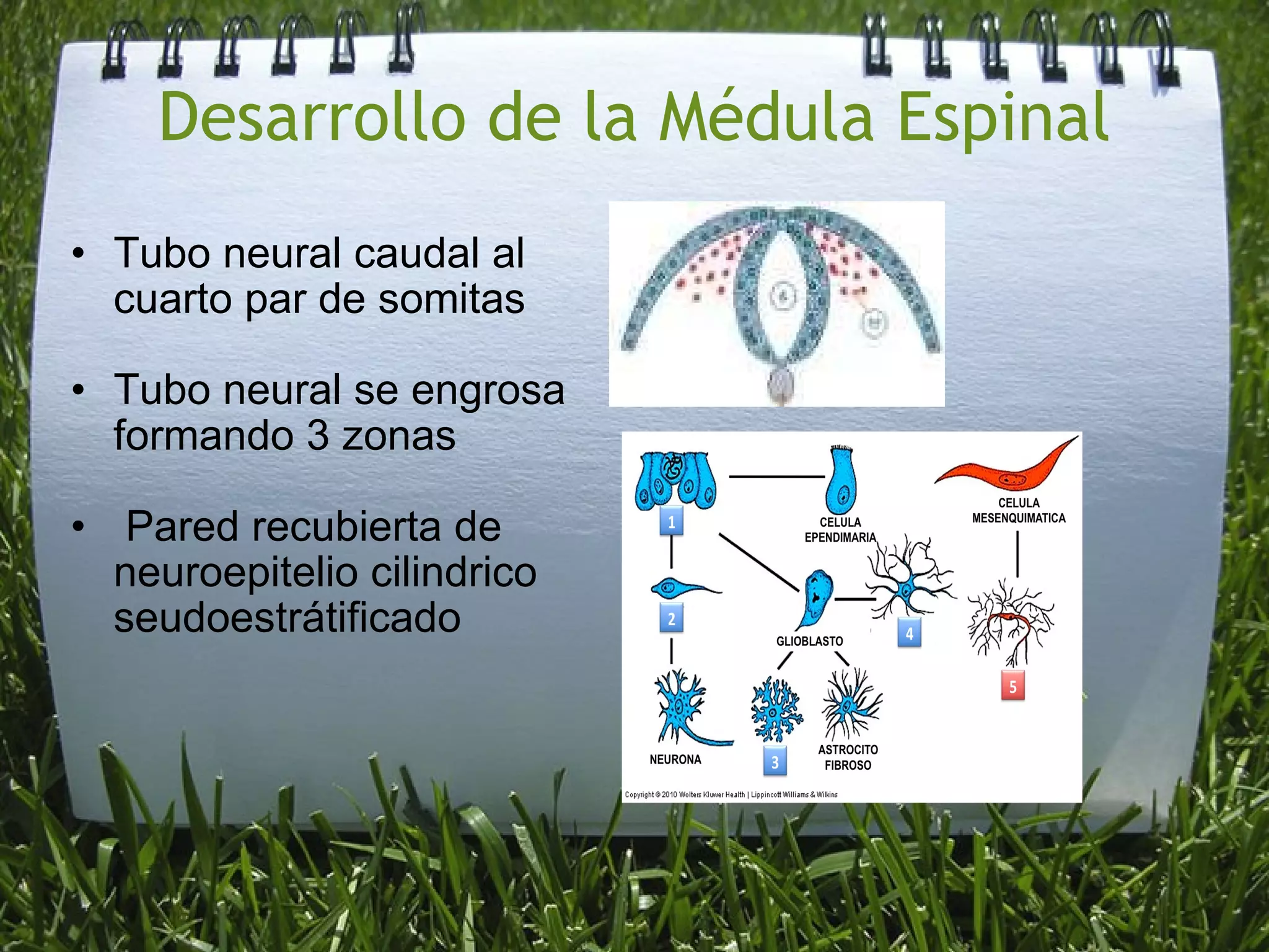 Desarrollo de la Médula Espinal Tubo neural caudal al cuarto par de somitas Tubo neural se engrosa formando 3 zonas Pared recubierta de neuroepitelio cilindrico seudoestrátificado