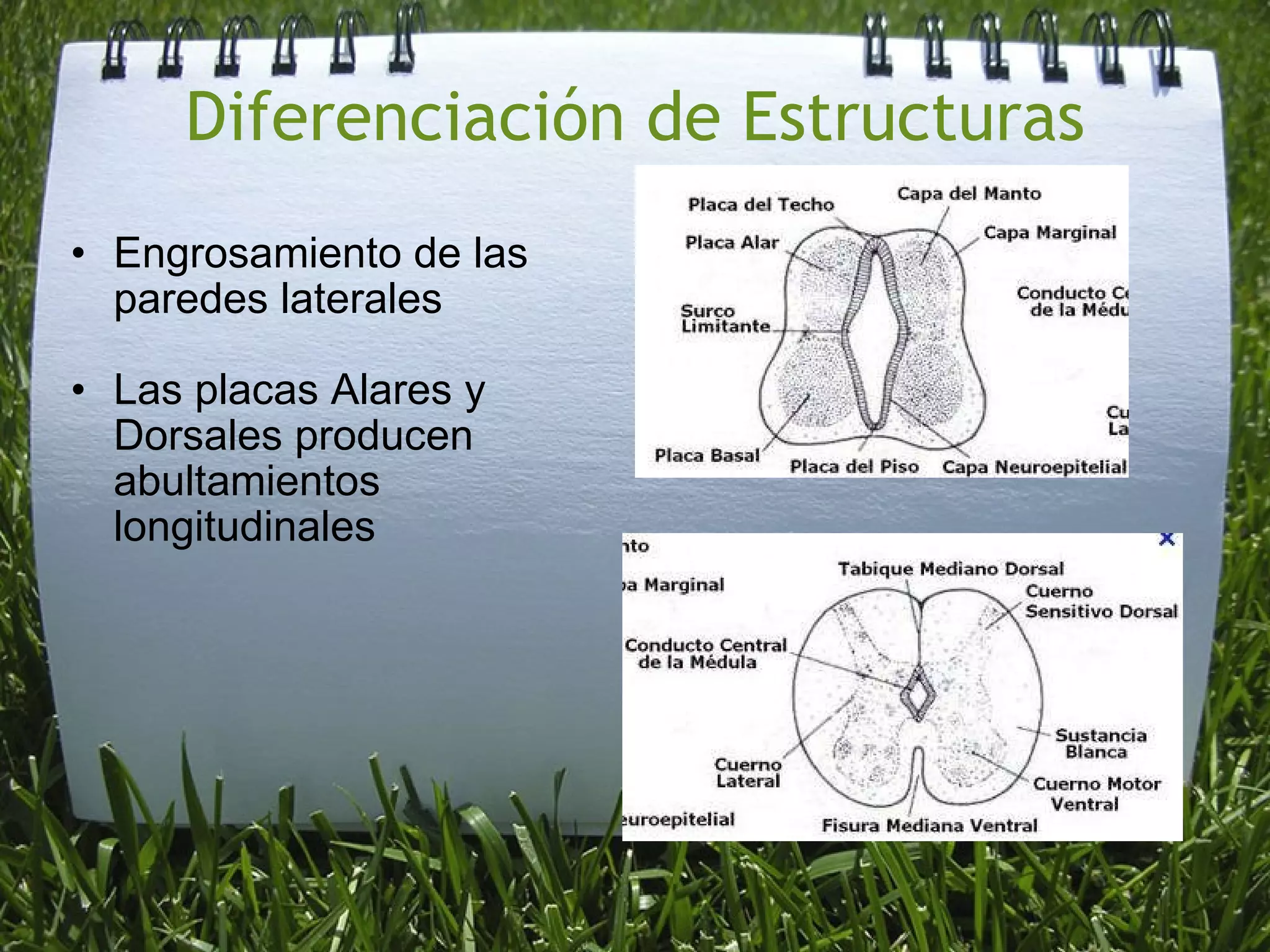 Diferenciación de Estructuras Engrosamiento de las paredes laterales Las placas Alares y Dorsales producen abultamientos longitudinales