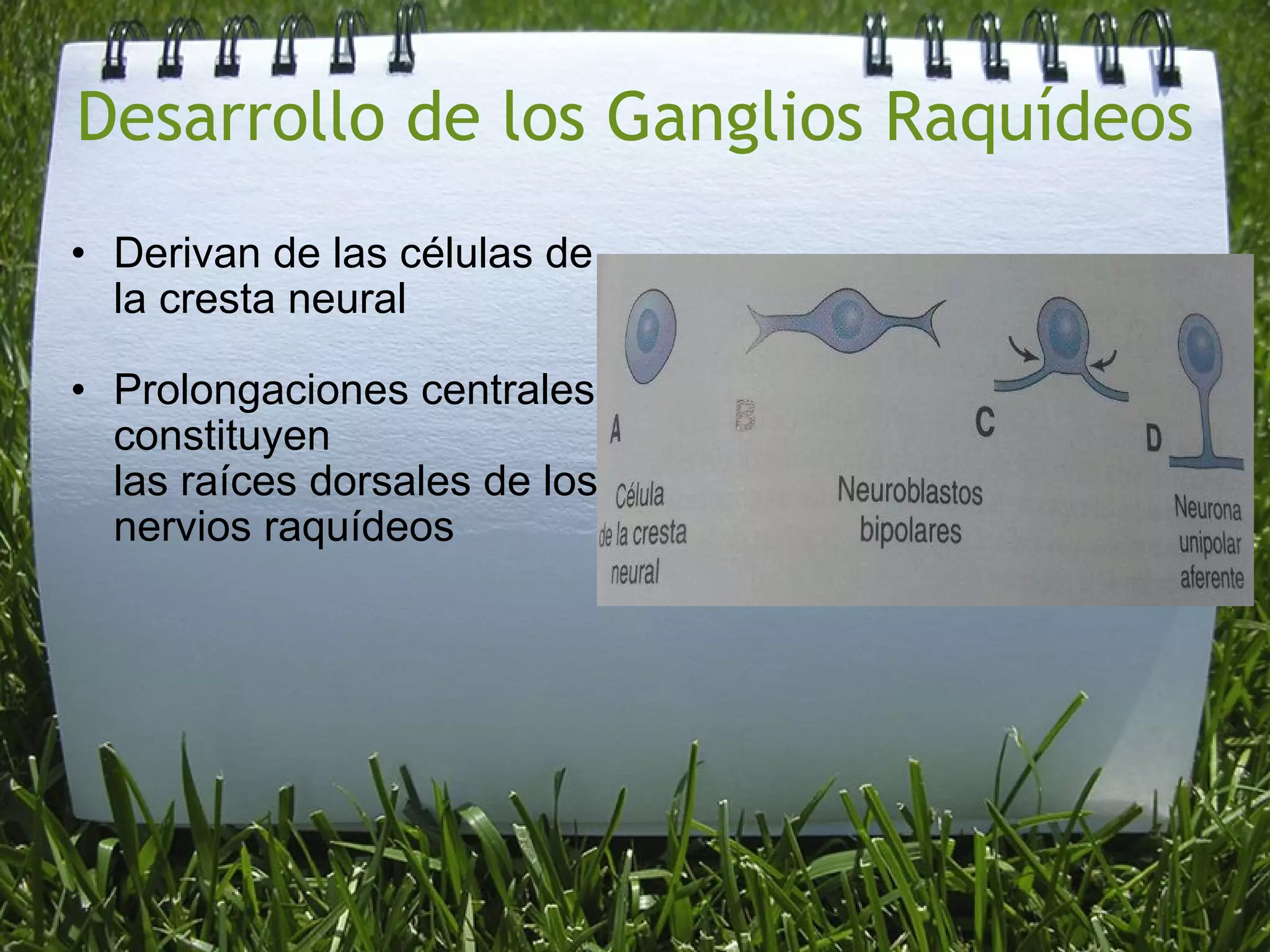 Desarrollo de los Ganglios Raquídeos Derivan de las células de la cresta neural Prolongaciones centrales constituyen las raíces dorsales de los nervios raquídeos
