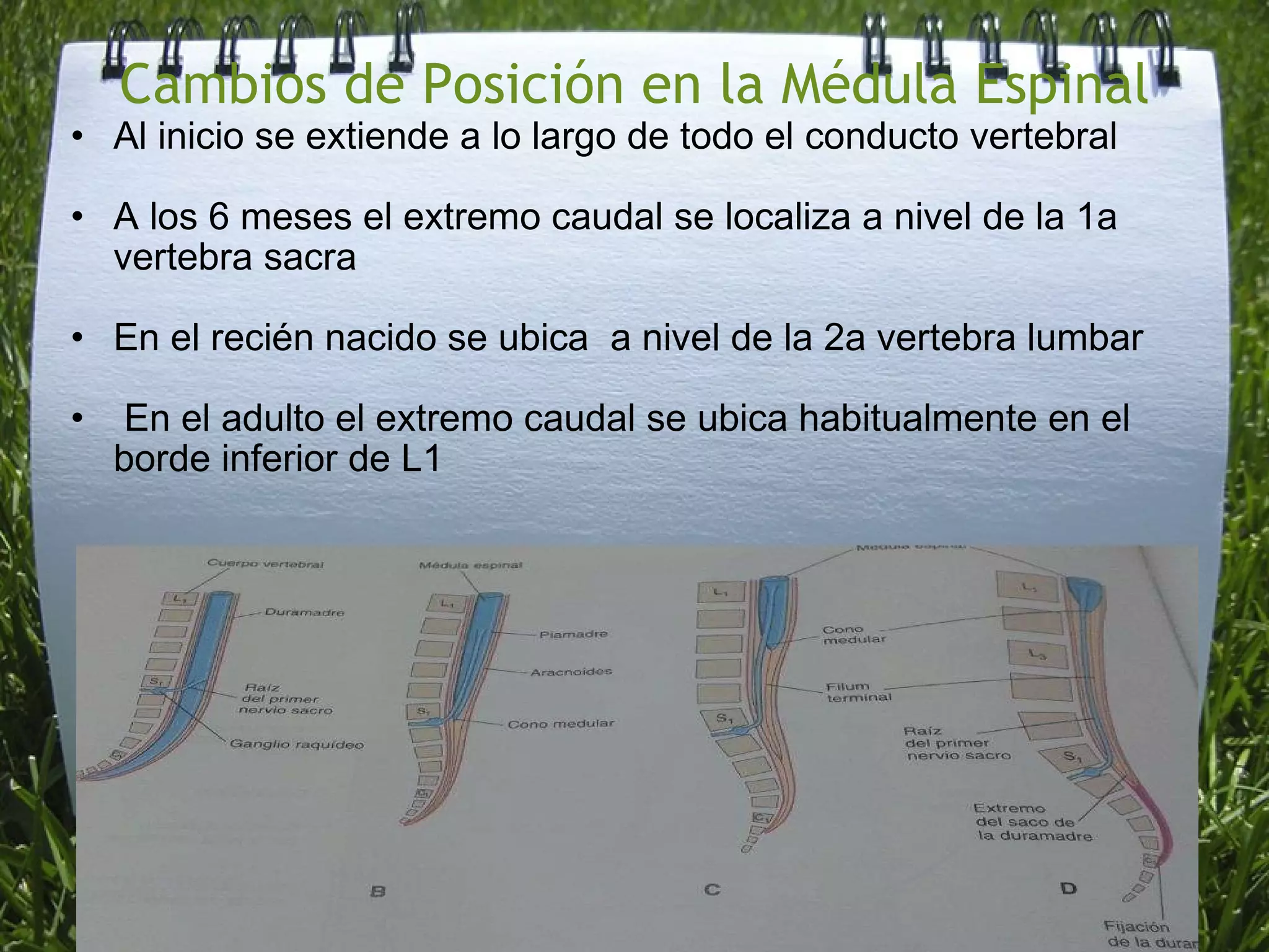 Cambios de Posición en la Médula Espinal Al inicio se extiende a lo largo de todo el conducto vertebral A los 6 meses el extremo caudal se localiza a nivel de la 1a vertebra sacra En el recién nacido se ubica a nivel de la 2a vertebra lumbar En el adulto el extremo caudal se ubica habitualmente en el borde inferior de L1