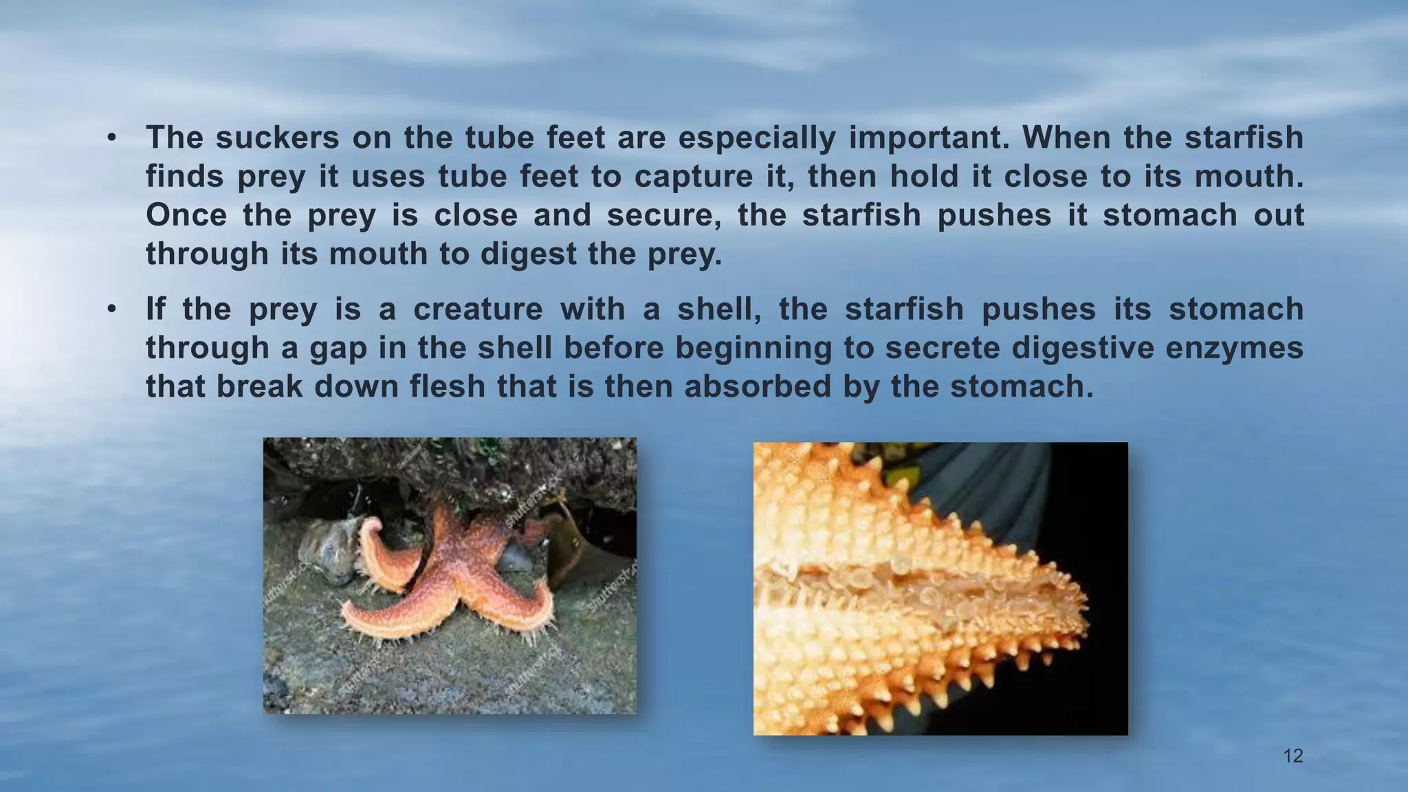 • The suckers on the tube feet are especially important. When the starfish
finds prey it uses tube feet to capture it, then hold it close to its mouth.
Once the prey is close and secure, the starfish pushes it stomach out
through its mouth to digest the prey.
• If the prey is a creature with a shell, the starfish pushes its stomach
through a gap in the shell before beginning to secrete digestive enzymes
that break down flesh that is then absorbed by the stomach.
12
 